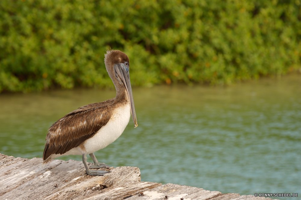 Sian Ka'an Pelikan Seevögel Vogel aquatische Vogel Schnabel Wildtiere Wasser Wild Feder Federn Flügel Meer Flügel Angeln Rechnung Ozean Auge Vögel See Braun Vogelgrippe Tropischer Schließen Zoo fliegen Tiere Pelikane Fisch Kopf Fluss Schwimmen Marine Strand Rosa im freien schwarz Teich im freien closeup natürliche Farbe Tierwelt Leben exotische Porträt nass Schwimmen fliegen eine Gefieder Hals Sommer Himmel gelb Storch Küste pelican seabird bird aquatic bird beak wildlife water wild feather feathers wing sea wings fishing bill ocean eye birds lake brown avian tropical close zoo fly animals pelicans fish head river swimming marine beach pink outdoor black pond outdoors closeup natural color fauna life exotic portrait wet swim flying one plumage neck summer sky yellow stork coast