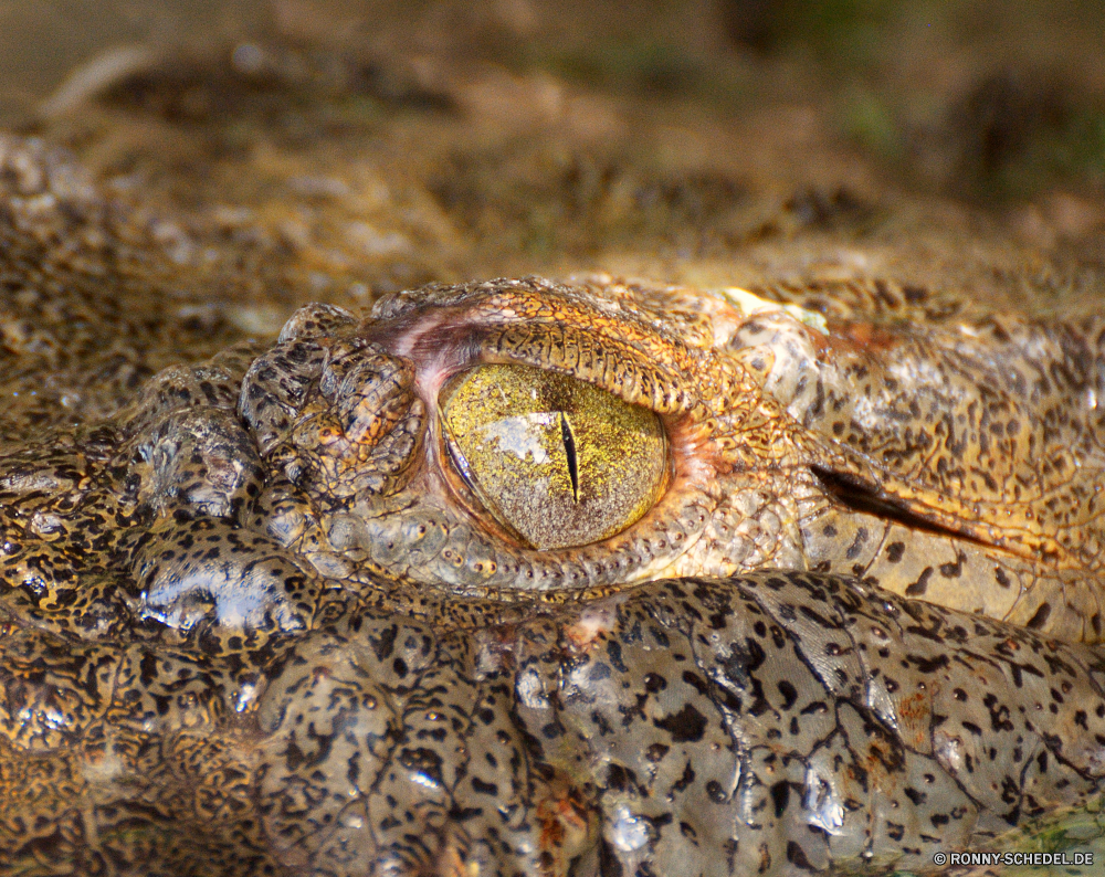 Sian Ka'an Krokodil Reptil Wildtiere Wild Alligator Wasser gefährliche Auge Eidechse Kopf Zoo Skala Mund Zähne Gefahr Schließen Raubtier Tropischer Haut closeup Tiere Augen Fluss Reptilien Fleischfresser Detail Amphibie Schlange Braun Kiefer Schildkröte Skalen Wirbeltiere Zahn aquatische Tierwelt im freien im freien Rau exotische Leguan texturierte Drache gefährdet Jäger beängstigend Kreatur — Leder Süden natürliche Hintergründe Farbe crocodile reptile wildlife wild alligator water dangerous eye lizard head zoo scale mouth teeth danger close predator tropical skin closeup animals eyes river reptilian carnivore detail amphibian snake brown jaws tortoise scales vertebrate tooth aquatic fauna outdoor outdoors rough exotic iguana textured dragon endangered hunter scary creature leather south natural backgrounds color