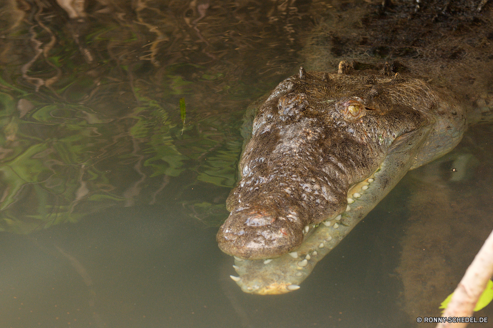 Sian Ka'an Krokodil Alligator Wasser Reptil Schnabeltier Wildtiere Fluss Wild Säugetier Meer Mund Teich Fisch gefährliche Ozean Auge Stein Fels Schwimmen nass Zähne Raubtier aquatische Kopf Stream Umgebung natürliche Braun Haut Wildnis See Gefahr Kabeljau Reflexion Landschaft Zoo Tiere im freien Kiefer Safari Tropischer Reisen Park Gras Jäger Fleischfresser Zahn Schwimmen soft-finned fish im freien gelb Küste transparente crocodile alligator water reptile platypus wildlife river wild mammal sea mouth pond fish dangerous ocean eye stone rock swimming wet teeth predator aquatic head stream environment natural brown skin wilderness lake danger cod reflection landscape zoo animals outdoors jaws safari tropical travel park grass hunter carnivore tooth swim soft-finned fish outdoor yellow coast transparent