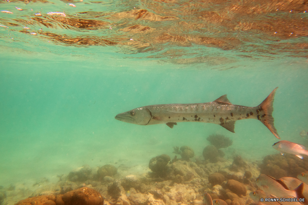 Akumal Bay Schnorcheln Barrakudas spiny-finned fish Fisch bony fish Meer Ozean Unterwasser Wasser Riff Koralle Marine Tropischer Tauchen aquatische Tauchgang Tauchen exotische Reisen Urlaub Salzwasser Wildtiere Aquarium Schwimmen Schwimmen tief bunte Tourismus Leben Sonne seelandschaft Sonnenlicht hell unter Landschaft Kolonie Tank klar Strahl Licht Insel horizontale Farbe Sonnenstrahl nass Salz Türkis Urlaub Sommer Hai Fische transparente Strand Taucher Erholung unter erkunden Exploration Fels Szene Tiere See ruhige Fluss gefährdet landschaftlich Strahlen Welle Blasen Traum Sport Ruhe Küste Schließen Welt Unterwasser unter Orte Tiefe welligkeit Entspannen Sie sich Bucht Entspannung Paradies Spaß Umgebung natürliche friedliche Szenerie Oberfläche barracuda spiny-finned fish fish bony fish sea ocean underwater water reef coral marine tropical diving aquatic dive scuba exotic travel vacation saltwater wildlife aquarium swim swimming deep colorful tourism life sun seascape sunlight bright under landscape colony tank clear ray light island horizontal color sunbeam wet salt turquoise holiday summer shark fishes transparent beach diver recreation below explore exploration rock scene animals lake tranquil river endangered scenic rays wave bubbles dream sport calm coast close world undersea beneath places depth ripple relax bay relaxation paradise fun environment natural peaceful scenery surface