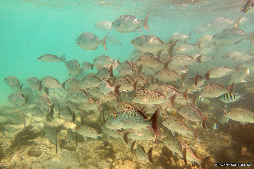 Akumal Bay Schnorcheln Schnapper Fisch Speisefische Riff Unterwasser Meer Koralle Ozean Wasser Tropischer Marine Tauchen Tauchgang aquatische Tauchen exotische Salzwasser Reisen Coral reef horseshoe crab spiny-finned fish Urlaub bunte Gliederfüßer Tourismus Kolonie tief Leben Schwimmen Wirbellose Exploration Grat Traum erkunden Wildtiere Schnorcheln Aquarium Blasen Orte Unterwasser Schwimmen Sonnenlicht seelandschaft klar Tiere Farbe Türkis Sonne natürliche Höhe Fische Schule welligkeit See hell Scuba diving Sport Schnorchel Tiefe Salz Fels Welle Entspannung transparente Taucher Wild unter Urlaub Abenteuer Umgebung Schwarm unten Strand Landschaft Licht Strahl nass Schildkröte snapper fish food fish reef underwater sea coral ocean water tropical marine diving dive aquatic scuba exotic saltwater travel coral reef horseshoe crab spiny-finned fish vacation colorful arthropod tourism colony deep life swimming invertebrate exploration ridge dream explore wildlife snorkeling aquarium bubbles places undersea swim sunlight seascape clear animals color turquoise sun natural elevation fishes school ripple lake bright scuba diving sport snorkel depth salt rock wave relaxation transparent diver wild under holiday adventure environment shoal bottom beach landscape light ray wet turtle