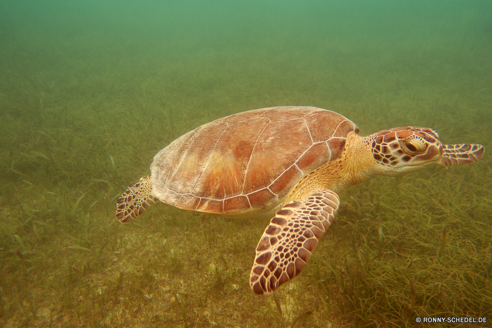 Akumal Bay Schnorcheln Unechte Karettschildkröte Meeresschildkröte Schildkröte Schale Reptil langsam Schildkröte Wildtiere Meer Wasser Tropischer Ozean aquatische Unterwasser Haustier Amphibie Sumpfschildkröte Fisch Wild Marine hart Kreatur — niedlich Schwimmen Schließen Skala Teich exotische Gras Schutz Tauchen closeup Braun Kopf Zoo Auge Arten Tauchgang Koralle Schildkröten Persistenz Tauchen Schnecke Riff Haustiere Bewegung Zurück Park eine Urlaub Carapax Crawl gefährdet Leben Reisen Schwimmen alt Biologie Fuß Garten im freien loggerhead sea turtle turtle shell reptile slow tortoise wildlife sea water tropical ocean aquatic underwater pet amphibian terrapin fish wild marine hard creature cute swim close scale pond exotic grass protection diving closeup brown head zoo eye species dive coral turtles persistence scuba snail reef pets motion back park one vacation carapace crawl endangered life travel swimming old biology walking garden outdoors