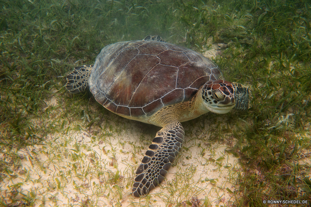 Akumal Bay Schnorcheln Sumpfschildkröte Schildkröte Reptil Schale langsam Schildkröte Wildtiere Meeresschildkröte Mud turtle Unechte Karettschildkröte Wasser Haustier Amphibie aquatische hart Meer Fisch Ozean Tropischer Kreatur — Wild Marine Unterwasser Schutz niedlich Teich Schwimmen Skala Kopf Schließen exotische Gras Auge gefährdet Zoo Carapax Arten Tauchen Koralle alt Braun closeup pflanzenfressenden Rüstung Haustiere Biologie Fuß Bewegung trocken Schildkröten Persistenz Herpetologie Crawl Tauchen hart Schwimmen Park eared Crawlen Ausdauer Tauchgang Leben Schild Riff Augen Tiere im Feld bunte nass Fluss Reisen terrapin turtle reptile shell slow tortoise wildlife sea turtle mud turtle loggerhead water pet amphibian aquatic hard sea fish ocean tropical creature wild marine underwater protection cute pond swim scale head close exotic grass eye endangered zoo carapace species diving coral old brown closeup herbivorous armor pets biology walking motion dry turtles persistence herpetology crawl scuba tough swimming park eared crawling endurance dive life shield reef eyes animals box colorful wet river travel