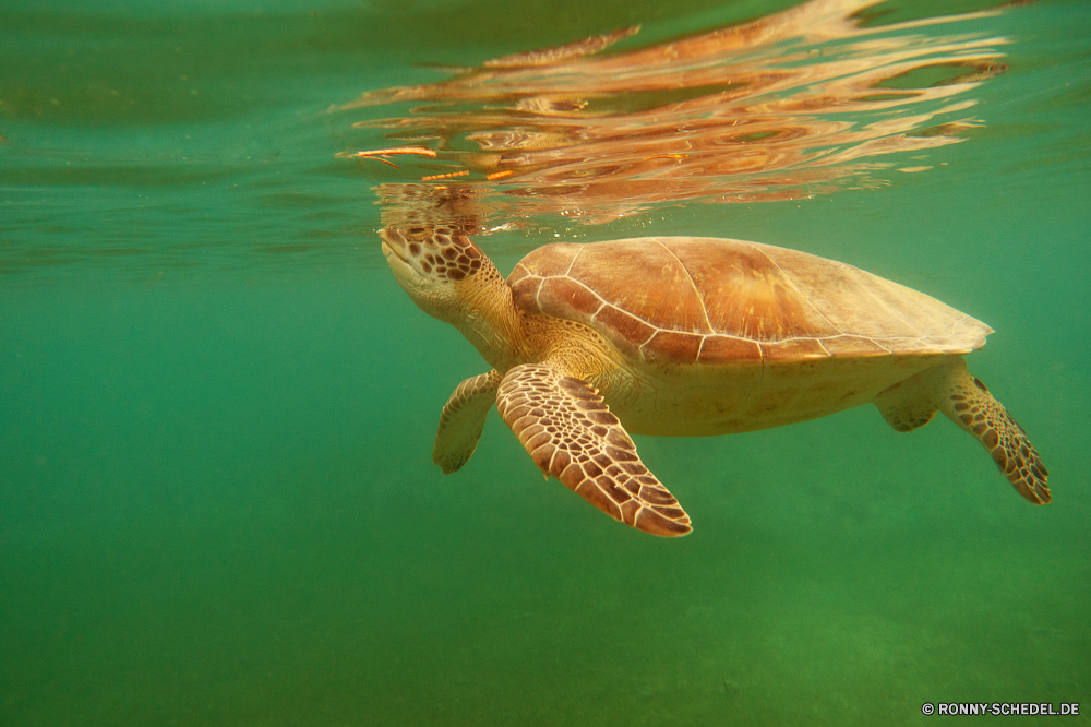 Akumal Bay Schnorcheln Unechte Karettschildkröte Meeresschildkröte Schildkröte Meer Wasser Wildtiere Reptil Ozean Tropischer Schale Fisch Unterwasser Schwimmen Schwimmen Marine Teich Sumpfschildkröte Vogel langsam See Körper des Wassers Schildkröte aquatische Wild Koralle Riff Tauchen Schnabel Urlaub Haustier Tauchen exotische Leben Reisen im freien Amphibie Tauchgang Schließen Ente Zoo Kreatur — Feder gefährdet Reflexion Gras Tiere Park Sommer nass Flügel tief fliegen Braun Sonne Fluss niedlich Pelikan Arten Federn Angeln Strand Insel Männchen Himmel loggerhead sea turtle turtle sea water wildlife reptile ocean tropical shell fish underwater swimming swim marine pond terrapin bird slow lake body of water tortoise aquatic wild coral reef diving beak vacation pet scuba exotic life travel outdoors amphibian dive close duck zoo creature feather endangered reflection grass animals park summer wet wing deep flying brown sun river cute pelican species feathers fishing beach island male sky