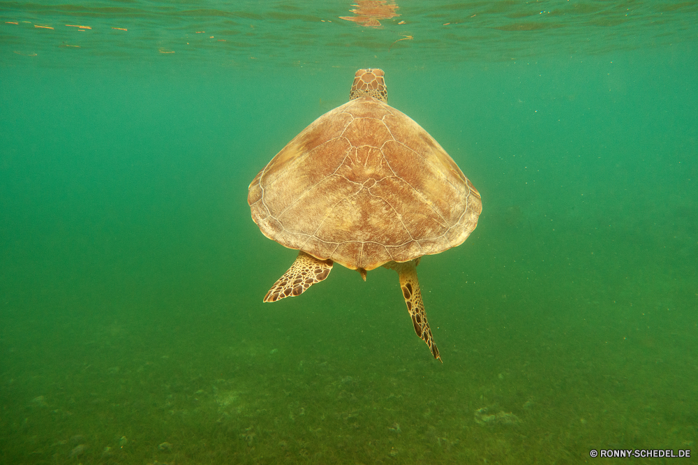 Akumal Bay Schnorcheln Sumpfschildkröte Schildkröte Wasser Reptil Meer Unechte Karettschildkröte See Meeresschildkröte Ozean Wildtiere Schwimmen Tropischer Sommer Teich im freien Fluss Fisch Blatt Tiere Strand Wirbellose Reisen Wild Marine Leben ruhige bunte Vogel Reflexion Garten exotische aquatische Park Urlaub Schließen Schnabel Insekt Farbe im freien Küste Welle Baum Schwimmen Kopf Insel Ente Landschaft Pflanze natürliche Bucht Unterwasser Himmel Wellen Ufer Auge Gras Frühling terrapin turtle water reptile sea loggerhead lake sea turtle ocean wildlife swimming tropical summer pond outdoors river fish leaf animals beach invertebrate travel wild marine life tranquil colorful bird reflection garden exotic aquatic park vacation close beak insect color outdoor coast wave tree swim head island duck landscape plant natural bay underwater sky waves shore eye grass spring