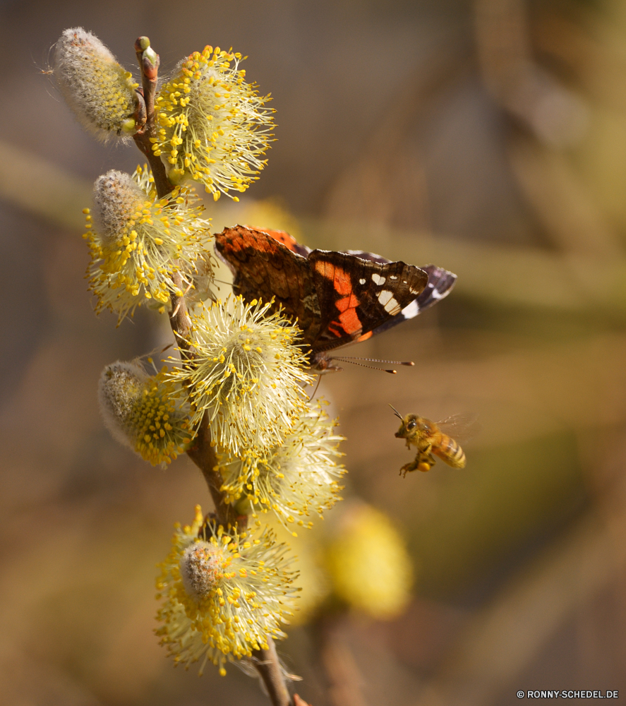 Frühling Admiral Schmetterling Insekt Pflanze Blume gelb Blumen blühen Schließen Frühling Baum Flora Sommer Strauch vascular plant Garten woody plant Blüte Branch natürliche Blatt Fehler Biene Blütenstaub Farbe Saison Kraut Flügel Wildtiere fliegen Blumen Detail butterfly bush Biologie Gliederfüßer closeup Botanik Vorbau Blütenblatt Gras Honig Weide Flügel blühen bunte Blätter saisonale Wild Himmel Leben Ökologie hell im freien Umgebung Wiese Zweig Wachstum Sonne Knospe Braun Floral Orange Feld Neu Sonnenblume Wald Tierwelt Winter schwarz Kopf Wespe im freien Nektar Insekten Tag frisch flauschige Arbeiter Larve frische Luft wachsen Sonnenlicht admiral butterfly insect plant flower yellow blossom close spring tree flora summer shrub vascular plant garden woody plant bloom branch natural leaf bug bee pollen color season herb wing wildlife fly flowers detail butterfly bush biology arthropod closeup botany stem petal grass honey willow wings blooming colorful leaves seasonal wild sky life ecology bright outdoor environment meadow twig growth sun bud brown floral orange field new sunflower forest fauna winter black head wasp outdoors nectar insects day fresh fluffy worker larva freshness grow sunlight