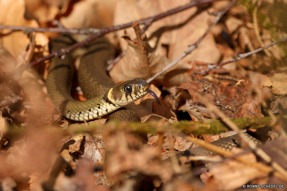 Ringelnatter Schlange Reptil Nacht-Schlange Wildtiere Wild Skala Auge Schlange Gefahr Zunge Strumpfbandnatter glitschigen gefährliche Tiere Crawlen Frosch Skalen Braun Viper Schließen closeup Angst Baum Muster Haustier giftige Herpetologie python giftige Wasser Schlange Gift Biologie Gras schwarz Haut Würger Schiebe- exotische Textfreiraum im freien Cold Blooded Schlangen Gift Kreatur — Amphibie Reptilien Reptilien schleimige Crawl wildes Tier Biss Tierwelt Tropischer Kopf Wüste Ökologie Farbe snake reptile night snake wildlife wild scale eye serpent danger tongue garter snake slither dangerous animals crawling frog scales brown viper close closeup fear tree pattern pet venomous herpetology python poisonous water snake poison biology grass black skin constrictor sliding exotic copy space outdoors coldblooded snakes venom creature amphibian reptiles reptilian slimy crawl wild animal bite fauna tropical head desert ecology color