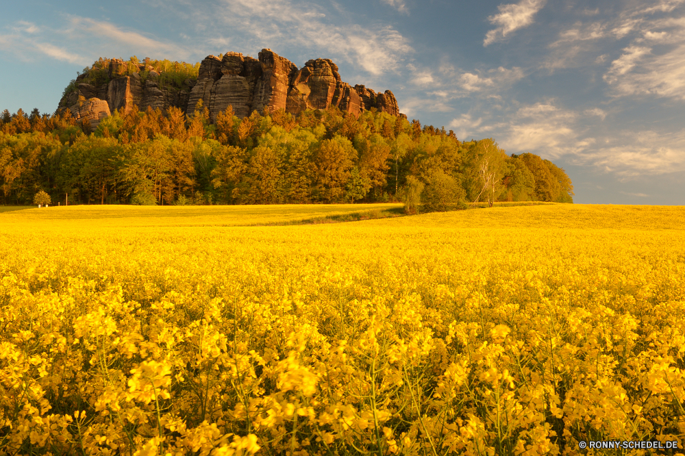 Pfaffenstein Raps Ölsaaten Samen Feld Obst Landschaft gelb Himmel Entwicklung des ländlichen Wiese Frühling Landwirtschaft Bauernhof Pflanze Landschaft Sommer Blume Gras Baum Saison Stechginster Land Szenerie Blumen Land im freien Umgebung Landbau Horizont sonnig Wolke Strauch Wolken Sonne natürliche Vergewaltigung Blumen blühen Senf Szene hell vascular plant landschaftlich außerhalb Ernte Herbst fallen Wachstum Wald im freien woody plant wachsen Blüte bunte Weide Bäume Ackerland Farbe Sonnenlicht Kraut Flora Berg bewölkt klar Öl Reiner Tal Park Tag idyllische Reisen Felder frisch Rasen Berge Sonnenblume Aussicht Landschaften Ernte Blatt Wetter blühend landwirtschaftlichen blühen Wolkengebilde wachsende Floral Hügel Garten Holz lebendige Blätter Raum Frühling Kraftstoffpumpe Pflanzen Ökologie am Morgen Straße Farben rapeseed oilseed seed field fruit landscape yellow sky rural meadow spring agriculture farm plant countryside summer flower grass tree season gorse country scenery flowers land outdoor environment farming horizon sunny cloud shrub clouds sun natural rape blossom mustard scene bright vascular plant scenic outside crop autumn fall growth forest outdoors woody plant grow bloom colorful pasture trees farmland color sunlight herb flora mountain cloudy clear oil plain valley park day idyllic travel fields fresh lawn mountains sunflower vista scenics harvest leaf weather blossoming agricultural blooming cloudscape growing floral hill garden wood vibrant leaves space springtime fuel plants ecology morning road colors