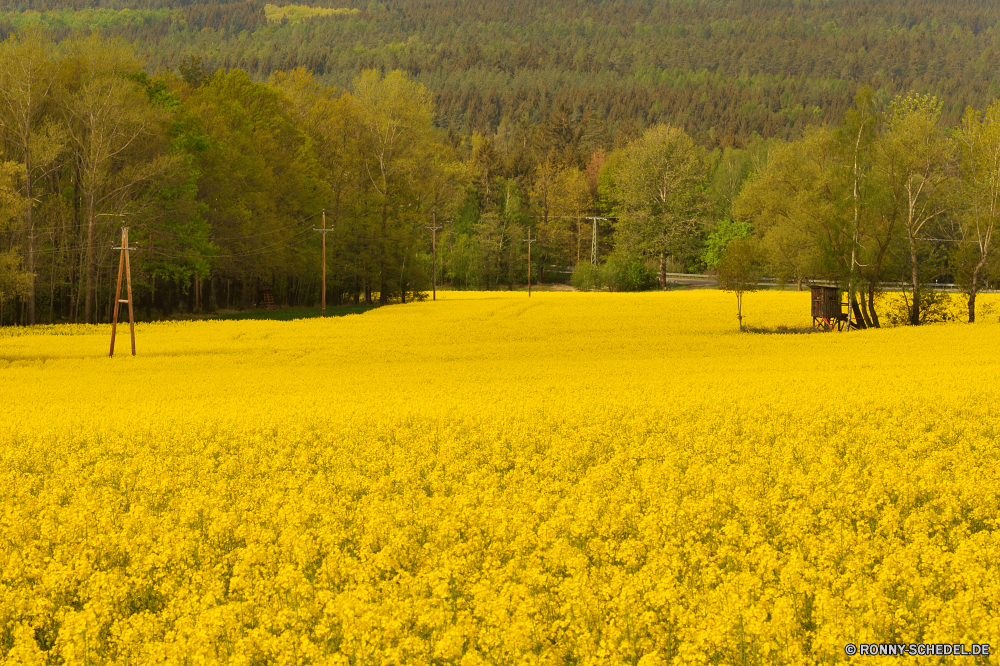 Wilisch Raps Ölsaaten Samen Feld Obst Entwicklung des ländlichen Landschaft Landwirtschaft Wiese Bauernhof gelb Himmel Landschaft Frühling Pflanze Sommer Vergewaltigung Umgebung Blume Gras Landbau Wolke Wolken Land Senf Land Ernte wachsen Blumen im freien Horizont Szenerie Ackerland sonnig Baum hell natürliche bunte Öl Saison Sonne außerhalb im freien Blüte Kraut Weide Wetter landschaftlich Blumen blühen Szene Felder Reiner Wachstum bewölkt landwirtschaftlichen klar Farbe Sonnenlicht Bäume frisch wachsende Wald Ernte Tag Frühling Rasen Floral Ökologie ruhige Aussicht vascular plant idyllische Energie Garten Kulturpflanzen Kraftstoffpumpe blühen Wolkengebilde Wind Hügel Freiheit Flora lebendige Raum Industrie Landschaften macht Pflanzen Berge friedliche Erde Herbst Blatt rapeseed oilseed seed field fruit rural landscape agriculture meadow farm yellow sky countryside spring plant summer rape environment flower grass farming cloud clouds country mustard land crop grow flowers outdoor horizon scenery farmland sunny tree bright natural colorful oil season sun outside outdoors bloom herb pasture weather scenic blossom scene fields plain growth cloudy agricultural clear color sunlight trees fresh growing forest harvest day springtime lawn floral ecology tranquil vista vascular plant idyllic energy garden crops fuel blooming cloudscape wind hill freedom flora vibrant space industry scenics power plants mountains peaceful earth autumn leaf