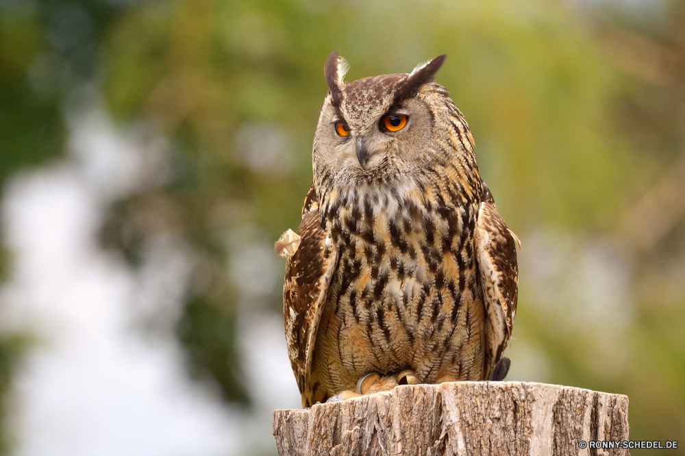  Vogel Raubtier Schnabel Eule Wildtiere Falke Tier Adler Auge Feder Wild Federn Kite Wirbeltiere Flügel Jäger Beute Augen Braun Porträt stielaugen Flügel Vogelgrippe gelb Chordatiere Tiere Kopf Falke Schließen Glatze auf der Suche Vögel fliegen Suchen Gefieder Fleischfresser gerade Haustier Jagd Zoo Schwanz Katze schwarz im freien closeup Symbol Freiheit niedlich im freien Gesicht Erhaltung Pelz inländische starrte leistungsstarke Flug Falknerei Habichtartigen thront kluge Weisheit Katzenartige Tierwelt flauschige fliegen Baum Klauen gefährdet stehende Weißkopfseeadler Babyschuhe Kätzchen majestätisch Orange groß Himmel Rechnung frei Säugetier Nacht bird predator beak owl wildlife hawk animal eagle eye feather wild feathers kite vertebrate wing hunter prey eyes brown portrait stare wings avian yellow chordate animals head falcon close bald looking birds fly look plumage carnivore watching pet hunting zoo tail cat black outdoors closeup symbol freedom cute outdoor face conservation fur domestic staring powerful flight falconry bird prey perched wise wisdom feline fauna fluffy flying tree claws endangered standing bald eagle kitty kitten majestic orange great sky bill free mammal night