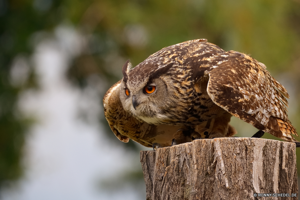  Vogel Wirbeltiere Tier Wildtiere Chordatiere Schnabel Eule Raubtier Feder Wild Federn Falke Falke Adler Auge Flügel Jäger Beute Kopf Flügel Augen Porträt Schließen stielaugen Braun Gefieder fliegen Vogelgrippe gelb Vögel Tiere Zoo closeup Glatze Jagd Suchen Fleischfresser bird of prey schwarz gerade im freien Freiheit im freien Tierwelt Rechnung Erhaltung fliegen Habichtartigen thront auf der Suche Leben Gesicht Flug Profil anzeigen: Baum frei Orange Symbol Falknerei Klauen Weisheit majestätisch natürliche niedlich bunte Meer Himmel bird vertebrate animal wildlife chordate beak owl predator feather wild feathers falcon hawk eagle eye wing hunter prey head wings eyes portrait close stare brown plumage fly avian yellow birds animals zoo closeup bald hunting look carnivore bird of prey black watching outdoors freedom outdoor fauna bill conservation flying bird prey perched looking life face flight profile tree free orange symbol falconry claws wisdom majestic natural cute colorful sea sky