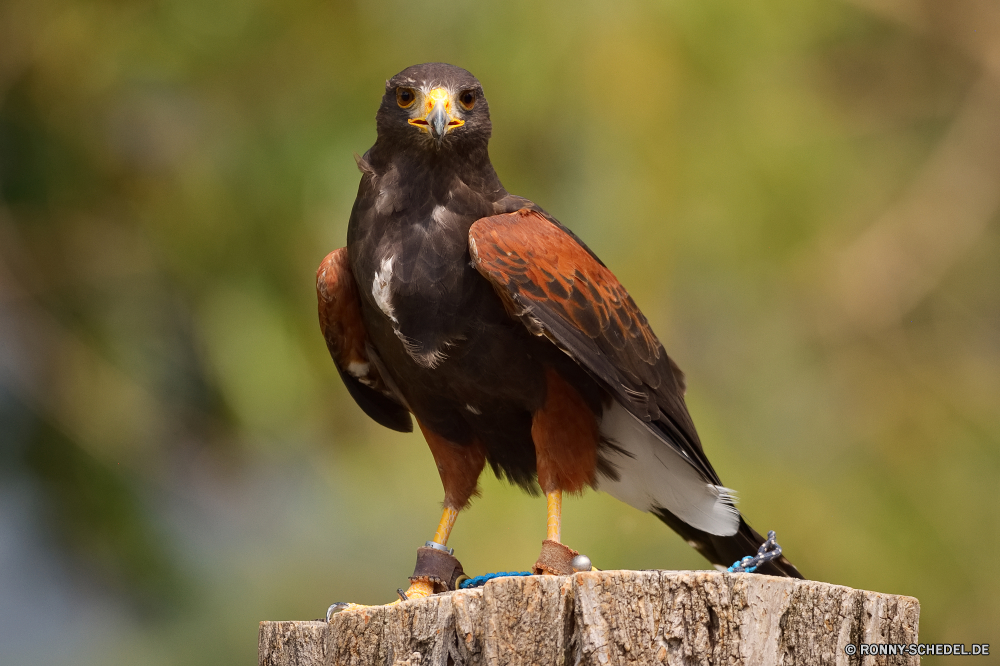  Starling Vogel Wildtiere Schnabel Feder Wild Wirbeltiere Flügel Federn Auge Adler Flügel Vogelgrippe Raubtier Falke Braun schwarz Tier Falke im freien Beute Baum fliegen Vögel Jäger Kopf Gefieder Park fliegen Tiere Garten Erhaltung Frühling Flug Rechnung Porträt Freiheit Sperling thront Profil anzeigen: Schließen gelb sitzen Amsel niedlich natürliche Zoo Augen closeup Habichtartigen Umgebung Schnee Jagd Kite frei Männchen Falknerei gemeinsame wenig stielaugen gerade Gras Tierwelt Schwanz im freien Branch auf der Suche wachsamen Glatze Arten Leben Symbol Wasser Robin starling bird wildlife beak feather wild vertebrate wing feathers eye eagle wings avian predator hawk brown black animal falcon outdoors prey tree fly birds hunter head plumage park flying animals garden conservation spring flight bill portrait freedom sparrow perched profile close yellow sitting blackbird cute natural zoo eyes closeup bird prey environment snow hunting kite free male falconry common little stare watching grass fauna tail outdoor branch looking watchful bald species life symbol water robin