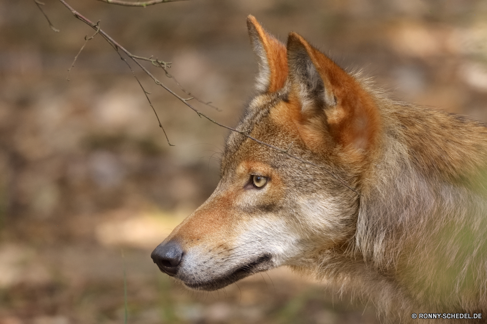  Wolf Hundeartige Timber wolf Säugetier Kojote Wild Wildtiere Pelz Red wolf Hund Raubtier Dingo Wilder Hund Tiere Porträt niedlich Fuchs Jäger Augen Fleischfresser Haustier Braun Wildnis Haare Jagd Hirsch Safari Park Wald natürliche Gras Nase Katze Suchen im freien Hirte Kopf Löwe Jagd Gesicht im freien auf der Suche Männchen Lebensraum Zoo pelzigen Katzenartige Freund gefährliche Erhaltung Winter Schutz inländische Schnee Bracke Warnung Rasse Ohren Schließen Zähne Süden Jungtier Verhalten Hunde Säugetiere Schnurrhaare Welpe reinrassige Haustiere Pferd Landschaft grau schwarz wolf canine timber wolf mammal coyote wild wildlife fur red wolf dog predator dingo wild dog animals portrait cute fox hunter eyes carnivore pet brown wilderness hair hunt deer safari park forest natural grass nose cat look outdoor shepherd head lion hunting face outdoors looking male habitat zoo furry feline friend dangerous conservation winter protection domestic snow hound alert breed ears close teeth south cub behavior dogs mammals whiskers puppy purebred pets horse countryside gray black