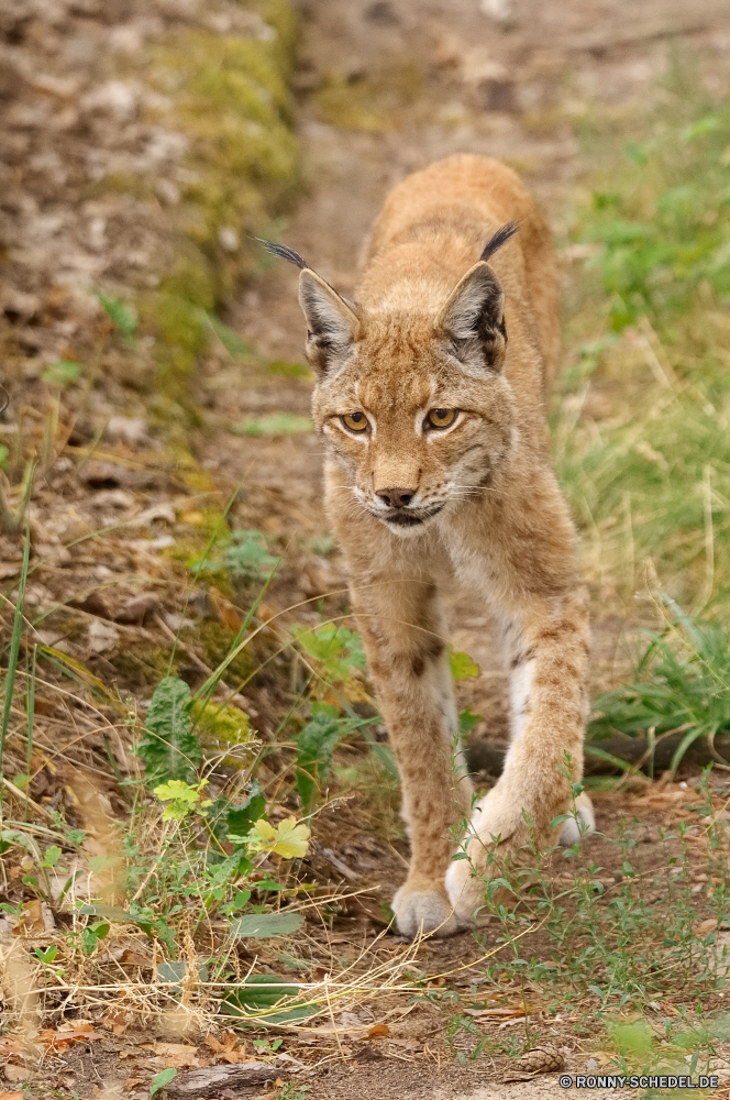  Luchs Wildkatze Katze Katzenartige Wildtiere Raubtier Wild Löwe Fleischfresser Pelz Safari Jäger Augen Säugetier Löwin Gesicht Zoo Wildnis Süden Tiere gefährliche gefährdet Schnurrhaare Gras Porträt reservieren Park Spiel Schließen stielaugen Lebensraum Mähne Gefahr natürliche im freien Haare Mund Männchen Löwen Umgebung Katzen Ohren Kopf Bestie Savanne auf der Suche Jagd König fünf niedlich Jungtier Babyschuhe Säugetiere pelzigen Nase ruhelosigkeit leistungsstarke getupft Erhaltung sitzen exotische gelb Rotluchs Zoologie barthaare Arten Tierwelt Zähne Auge Big5 Dschungel starrte Mantel Baum Rest nationalen Suchen Pfoten Reisen Ohr im freien Braun Tag lynx wildcat cat feline wildlife predator wild lion carnivore fur safari hunter eyes mammal lioness face zoo wilderness south animals dangerous endangered whiskers grass portrait reserve park game close stare habitat mane danger natural outdoor hair mouth male lions environment cats ears head beast savanna looking hunt king five cute cub kitty mammals furry nose resting powerful spotted conservation sitting exotic yellow bobcat zoology whisker species fauna teeth eye big5 jungle staring coat tree rest national look paws travel ear outdoors brown day