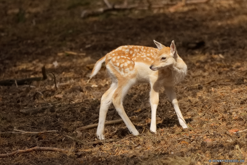  Wildtiere Dingo Hundeartige Wild Antilope Hirsch Baby Wilder Hund Gazelle Bracke Hund Safari Jagdhund Gras Pelz Säugetier Wald Park Tiere Wildnis Damhirschkuh Braun Wiederkäuer Haustier Ohren Dreibinden Buck niedlich Zoo Reh nationalen Jagd Feld reservieren Pflanzenfresser Flecken Nase im freien Erhaltung Süden im freien Jagd Augen Spiel Bauernhof Geweih Bäume Entwicklung des ländlichen Brachland Hörner Säugetiere Schwanz Impala natürliche inländische wildlife dingo canine wild antelope deer baby wild dog gazelle hound dog safari hunting dog grass fur mammal forest park animals wilderness doe brown ruminant domestic animal ears whitetail buck cute zoo fawn national hunting field reserve herbivore spots nose outdoors conservation south outdoor hunt eyes game farm antler trees rural fallow horns mammals tail impala natural domestic