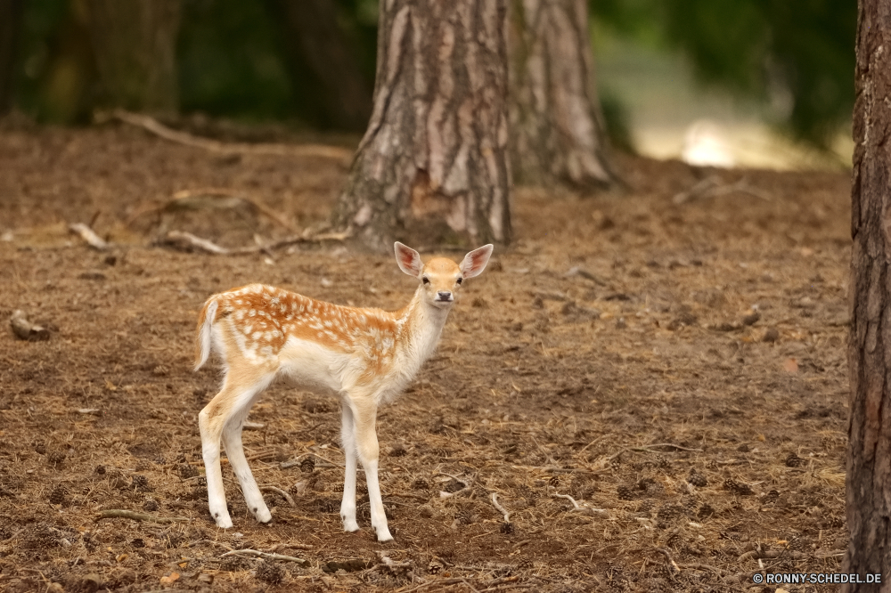  Wildtiere Dingo Hirsch Wilder Hund Hundeartige Antilope Gazelle Wild Säugetier Baby Safari Wald Buck Bracke Dreibinden Wildnis Pelz Park Damhirschkuh Gras Braun Jagd Jagdhund Wiederkäuer Reh Flecken Hörner Hölzer Hund Tiere nationalen Erhaltung niedlich im freien Ohren Bäume im freien Pflanzenfresser Zoo Süden Spiel Schwanz Feld Kalb Geweihe reservieren Hals Impala Giraffe Männchen Geweih Savanne Jagd Lebensraum Warnung getupft Kopf groß Umgebung natürliche Ökologie wildlife dingo deer wild dog canine antelope gazelle wild mammal baby safari forest buck hound whitetail wilderness fur park doe grass brown hunting hunting dog ruminant fawn spots horns woods dog animals national conservation cute outdoors ears trees outdoor herbivore zoo south game tail field calf antlers reserve neck impala giraffe male antler savanna hunt habitat alert spotted head tall environment natural ecology