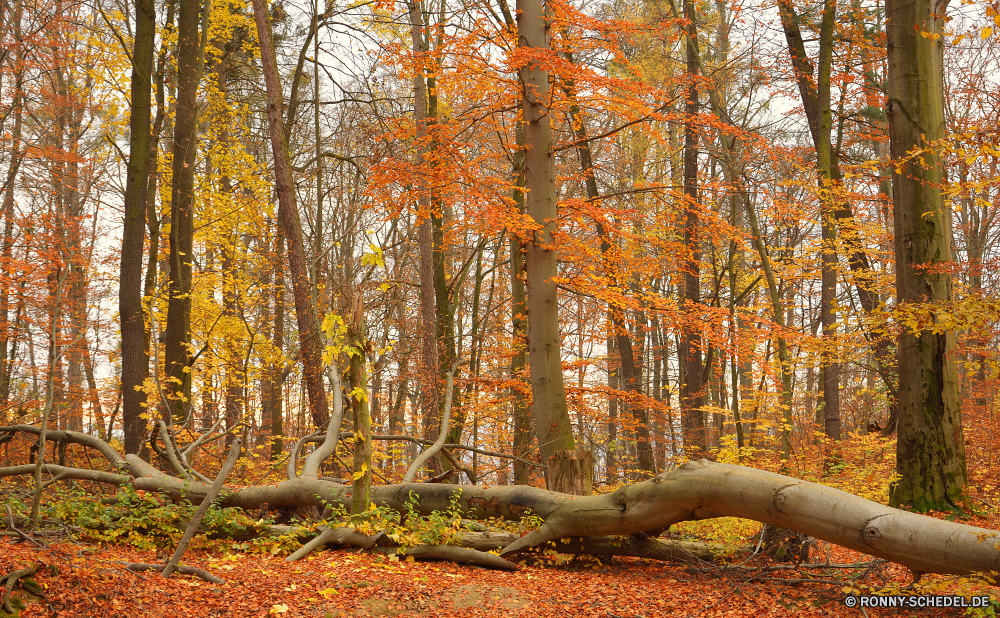 Herbst Baum Birke Herbst woody plant Pappel Wald fallen Bäume Schalter Park Saison Blätter gelb Landschaft Belaubung Blatt vascular plant instrument of punishment im freien Orange Szene Hölzer Branch Pflanze Golden bunte Szenerie Farben Holz Gerät friedliche Straße Farbe Zweige landschaftlich Ahorn Gold Himmel Pfad Jahreszeiten natürliche im freien Gras Landschaft hell Entwicklung des ländlichen Land Tag Umgebung Flora Sonne Braun saisonale Kofferraum Licht Winter am Morgen Wandern gelassene sonnig Schnee ruhige Perspektive Land southern beech Waldland Sonnenlicht Frost Panorama Fuß Vorbau See Frieden Herbstfarben Wasser Ruhe Reflexion Sonnenuntergang Wanderweg kalt Reisen üppige Wildnis warm Ökologie Zeit Rinde Wachstum lebendige tree birch autumn woody plant poplar forest fall trees switch park season leaves yellow landscape foliage leaf vascular plant instrument of punishment outdoors orange scene woods branch plant golden colorful scenery colors wood device peaceful road color branches scenic maple gold sky path seasons natural outdoor grass countryside bright rural country day environment flora sun brown seasonal trunk light winter morning hiking serene sunny snow tranquil perspective land southern beech woodland sunlight frost panorama walking stem lake peace autumnal water calm reflection sunset footpath cold travel lush wilderness warm ecology time bark growth vibrant