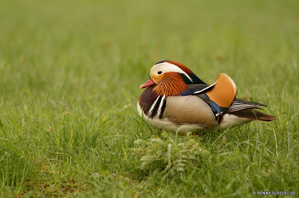  Sceada Ente Wasservögel Vogel aquatische Vogel Wildtiere Schnabel Feder Gras Wild Park gelb Wasser bunte im freien Tropischer Frühling Federn Auge Orange außerhalb Zoo niedlich Rechnung Wiese Flügel Feld im freien exotische Teich Braun Männchen Stockente Kopf Vögel Schwimmen Farbe Haustier Schließen Papagei Vogelgrippe ziemlich Sommer fliegen schwarz natürliche Tiere See Spaß Ara glücklich Tierwelt Schwimmen Leben sitzen Erwachsener Spiel Tukan hell Wald Kreatur — Flügel Haustiere Entspannen Sie sich liegend Umgebung Porträt Familie drake duck waterfowl bird aquatic bird wildlife beak feather grass wild park yellow water colorful outdoors tropical spring feathers eye orange outside zoo cute bill meadow wing field outdoor exotic pond brown male mallard head birds swim color pet close parrot avian pretty summer fly black natural animals lake fun macaw happy fauna swimming life sitting adult game toucan bright forest creature wings pets relax lying environment portrait family