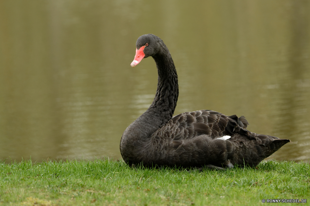  Schwarzer Schwan Schwan aquatische Vogel Vogel Gans Wildtiere Wasservögel Feder See Schnabel Wasser Federn Vögel Teich Wild Schwimmen Ente Flügel Flügel Fluss Gras Tiere Hals Schwimmen Geflügel schwarz Gänse Enten Rechnung fliegen Vogelgrippe Braun im freien Auge Reflexion im freien zwei anmutige Park natürliche paar Gnade friedliche Kopf Frühling Ruhe Schließen Stockente stehende Meer Fuß Männchen Frieden einzelne nass Bauernhof Sceada Liebe Gefieder Geflügel Tierwelt paar Tier Familie black swan swan aquatic bird bird goose wildlife waterfowl feather lake beak water feathers birds pond wild swim duck wing wings river grass animals neck swimming fowl black geese ducks bill fly avian brown outdoor eye reflection outdoors two graceful park natural couple grace peaceful head spring calm close mallard standing sea walking male peace single wet farm drake love plumage poultry fauna pair animal family