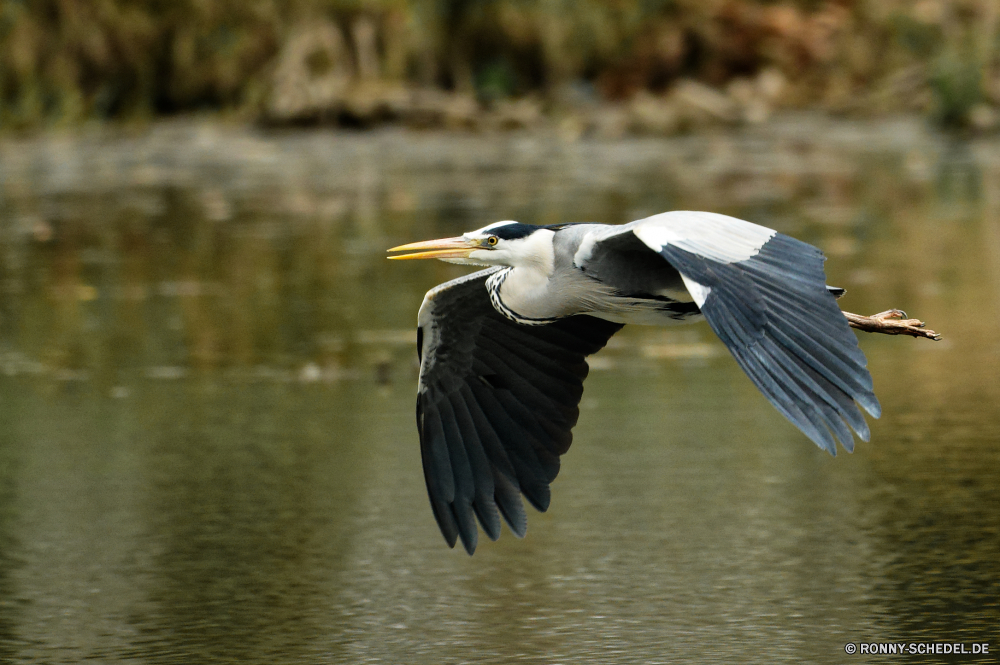  Pelikan Vogel Reiher Reiher Seevögel aquatische Vogel Wildtiere Schnabel Schreitvogel Wasser Feder Wild Federn Flügel Rechnung Flügel See Meer fliegen Flug Angeln Fluss Tierwelt Ozean groß Auge Tiere Vögel fliegen Gefieder natürliche Vogelgrippe Teich nass Schließen Kopf Porträt schwarz Strand Küste Park im freien stehende Wildnis Fisch Freiheit gelb Gnade Hals Zoo Schwimmen Himmel frei Tropischer im freien Leben Marine Erhaltung waten Feuchtgebiet gefiedert Küste Sommer Möwe pelican bird heron egret seabird aquatic bird wildlife beak wading bird water feather wild feathers wings bill wing lake sea fly flight fishing river fauna ocean great eye animals birds flying plumage natural avian pond wet close head portrait black beach coast park outdoor standing wilderness fish freedom yellow grace neck zoo swimming sky free tropical outdoors life marine conservation wading wetland feathered coastline summer gull