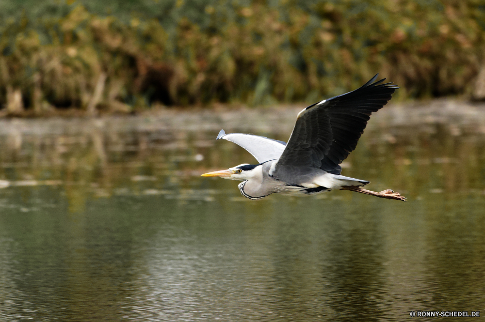  Möwe Vogel coastal diving bird Seevögel Wildtiere aquatische Vogel Pelikan Flügel Wild Flug Feder fliegen Wasser fliegen Schnabel Flügel Vögel Federn Meer See Möwe Tierwelt Tiere Himmel Ozean Reiher Freiheit Rechnung Angeln Schreitvogel Fluss schwarz Wildnis Leben Vogelgrippe Teich frei Gefieder natürliche Strand Küste Auge im freien Erhaltung Sommer Gans im freien Augen Kopf Adler stehende Safari Weißkopfseeadler Park Umgebung Kran Spannweite Möwen Reisen Hals gerade Reiher Beine Küste Frieden Storch nationalen Porträt Sumpf Feuchtgebiet gull bird coastal diving bird seabird wildlife aquatic bird pelican wings wild flight feather flying water fly beak wing birds feathers sea lake seagull fauna animals sky ocean heron freedom bill fishing wading bird river black wilderness life avian pond free plumage natural beach coast eye outdoors conservation summer goose outdoor eyes head eagle standing safari bald eagle park environment crane wingspan seagulls travel neck watching egret legs coastline peace stork national portrait swamp wetland