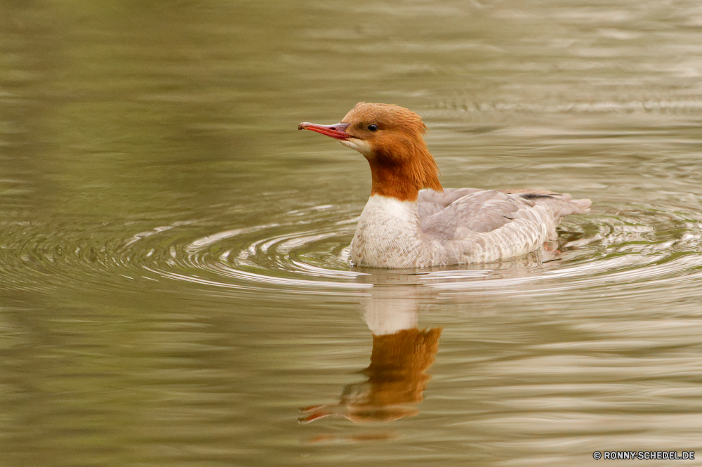  Red-breasted merganser merganser Meer-Ente Ente Wildtiere See Wasser Teich Schnabel Feder Wild Schwimmen Federn Vögel Flügel Stockente Tiere Fluss Schwimmen Flügel Enten Reflexion Wasservögel im freien Gans fliegen Braun natürliche Park Flug Auge Sceada gelb Rechnung schwarz Gras Geflügel fliegen im freien Meer Vogelgrippe Frühling bunte Kopf Männchen Sommer Gänse Gefieder Jagd stehende Tierwelt Schließen Orange Ruhe Familie Schwan niedlich Hals Angeln Wildnis Bauernhof red-breasted merganser merganser sea duck duck wildlife lake water pond beak feather wild swimming feathers birds wings mallard animals river swim wing ducks reflection waterfowl outdoors goose fly brown natural park flight eye drake yellow bill black grass fowl flying outdoor sea avian spring colorful head male summer geese plumage hunting standing fauna close orange calm family swan cute neck fishing wilderness farm