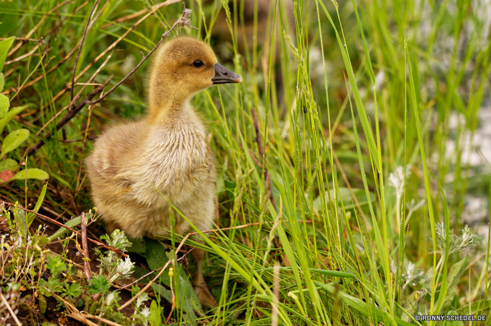  Vogel Tier hen Wildtiere Wild Küchlein Schnabel Feder young bird niedlich Gras Säugetier Baby Auge Junge Federn Pelz Kopf Tiere Hirsch gelb Braun Ente Zoo Gans Organismus Park Küken Aufzuchtbecken Huhn Geflügel Bauernhof Frühling Vögel neugierig liebenswert lustig Rebhuhn stielaugen Ostern Schließen Gesicht Lebensraum Porträt Spiel Vogel Strauß Hals flauschige Wald auf der Suche Spiel Haustier pelzigen natürliche im freien Essen im freien Entlein Wildnis Geflügel Jagd Tierwelt Safari aquatische Vogel Augen Ei Wasservögel eine Emu Vogelgrippe Flügel Rechnung closeup See schwarz bunte Fluss wenig Leben bird animal hen wildlife wild nestling beak feather young bird cute grass mammal baby eye young feathers fur head animals deer yellow brown duck zoo goose organism park chick critter chicken poultry farm spring birds curious adorable funny partridge stare easter close face habitat portrait game bird ostrich neck fluffy forest looking game pet furry natural outdoor food outdoors duckling wilderness fowl hunting fauna safari aquatic bird eyes egg waterfowl one emu avian wing bill closeup lake black colorful river little life