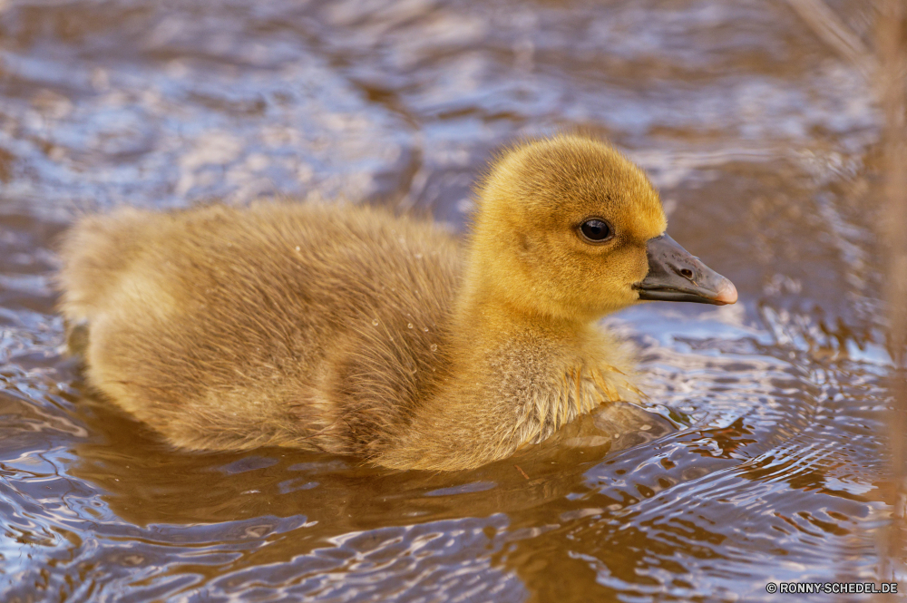  Sceada Ente Wasservögel Vogel Wildtiere Schnabel Feder aquatische Vogel Wasser See Gans Wild Teich Stockente Schwimmen Federn Vögel Flügel Schwimmen Fluss Reflexion Auge Enten Tiere Flügel Kopf gelb Gras Braun niedlich fliegen Entlein Gänse Frühling Park Geflügel Bauernhof Rechnung im freien Schwan natürliche Männchen Geflügel Schließen Hals schwarz Webbed Vogelgrippe Flug flauschige im freien Haustier gefiedert Küken Meer Zoo Huhn fliegen Baby Möwe lustig auf der Suche nass Sommer drake duck waterfowl bird wildlife beak feather aquatic bird water lake goose wild pond mallard swim feathers birds wing swimming river reflection eye ducks animals wings head yellow grass brown cute fly duckling geese spring park poultry farm bill outdoors swan natural male fowl close neck black webbed avian flight fluffy outdoor pet feathered chick sea zoo chicken flying baby gull funny looking wet summer