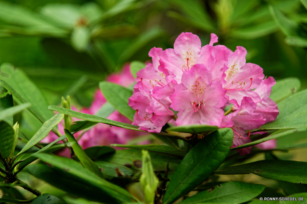  Strauch woody plant Rhododendren vascular plant Pflanze Blume Rosa Blumen blühen Garten Blumen Blüte Floral Flora Blütenblatt Frühling Blatt blühen stieg der Schließen Sommer Blumenstrauß lila natürliche Botanik closeup hell Blütenblätter Blätter Farbe Botanischer Vorbau zarte frisch Gartenarbeit Liebe Valentin Knospe Tag ziemlich Park Wachstum im freien bunte Pflanzen Romantik Busch Wasser Branch Saison gelb saisonale Geschenk Bund fürs Leben Tropischer exotische blühend Florist Rosen Regen Baum Farben Gras Licht frische Luft einzelne Landschaft weiche Sonne romantische Pfingstrose Wild aromatische violett Anordnung Himmel wachsende Oleander Hochzeit Dekoration Feier Wiese shrub woody plant rhododendron vascular plant plant flower pink blossom garden flowers bloom floral flora petal spring leaf blooming rose close summer bouquet purple natural botany closeup bright petals leaves color botanical stem delicate fresh gardening love valentine bud day pretty park growth outdoor colorful plants romance bush water branch season yellow seasonal gift bunch tropical exotic blossoming florist roses rain tree colors grass light freshness single landscape soft sun romantic peony wild aromatic violet arrangement sky growing oleander wedding decoration celebration meadow