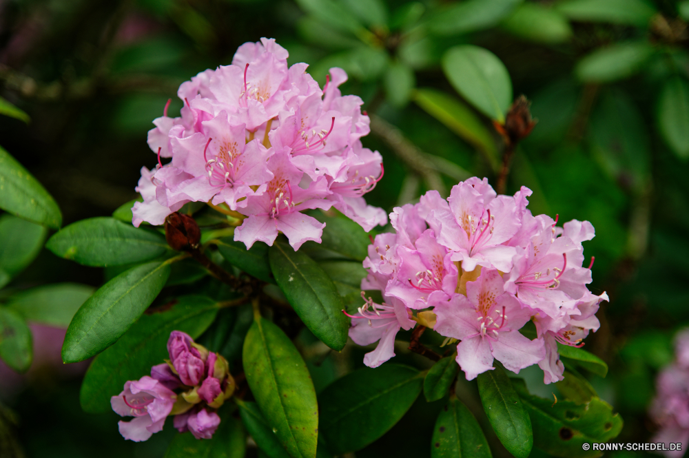  Strauch woody plant vascular plant Pflanze Rhododendren Blume Blumen blühen Rosa Garten Blüte Flora Blumen Floral Frühling Blütenblatt Blatt blühen Sommer Botanik Schließen lila natürliche stieg der Blumenstrauß Blätter closeup Blütenblätter Gartenarbeit Park hell Pflanzen frisch Botanischer bunte Liebe ziemlich im freien Farbe Wachstum zarte Wasser Vorbau Valentin gelb Knospe Teich Saison Busch Branch blühend Tag Romantik Lotus Lilie Baum saisonale Bund fürs Leben Gras Tropischer See Wiese Himmel sonnig Geschenk weiche romantische Farben Dekoration Regen Landschaft Sonne Detail lila Wild Blätter Ausschreibung frische Luft im freien Umgebung Feier shrub woody plant vascular plant plant rhododendron flower blossom pink garden bloom flora flowers floral spring petal leaf blooming summer botany close purple natural rose bouquet leaves closeup petals gardening park bright plants fresh botanical colorful love pretty outdoor color growth delicate water stem valentine yellow bud pond season bush branch blossoming day romance lotus lily tree seasonal bunch grass tropical lake meadow sky sunny gift soft romantic colors decoration rain landscape sun detail lilac wild leafs tender freshness outdoors environment celebration