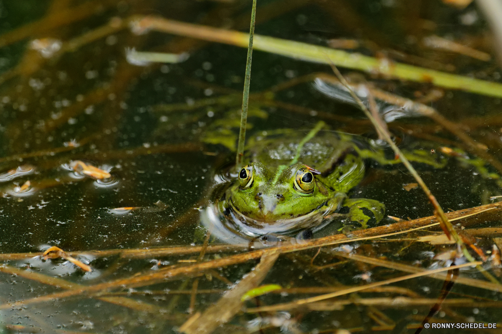  Bullfrog Productions Frosch Amphibie Auge Wildtiere Wasser See Gras Fluss nass Schließen Teich Baum Tiere Reptil Blatt Braun Wild Kröte Laubfrosch Augen Umgebung Reflexion Frösche Tierwelt closeup natürliche im freien Farbe Schwimmen Tier Ökologie Amphibien Landschaft Sommer Wald Vogel aquatische Frühling schwarz Feld Fisch prall gefüllt Suchen frisch Augen Tropischer Stein Kopf Garten Haustier friedliche ruhige bullfrog frog amphibian eye wildlife water lake grass river wet close pond tree animals reptile leaf brown wild toad tree frog eyed environment reflection frogs fauna closeup natural outdoors color swimming animal ecology amphibians landscape summer forest bird aquatic spring black field fish bulging look fresh eyes tropical stone head garden pet peaceful tranquil