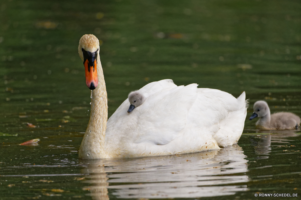 Fürst Pückler Park Bad Muskau Gans Wasservögel Sceada Vogel Ente aquatische Vogel Wildtiere See Wasser Schnabel Teich Wild Pelikan Federn Vögel Feder Fluss Schwimmen Flügel Schwan Flügel Schwimmen Tiere Reflexion schwarz Vogelgrippe im freien Meer Park im freien Angeln Leben Zoo Flug Gnade natürliche Hals Rosa Rechnung Strand ruhige Sommer fliegen Tropischer Herde Tierwelt Reisen Gruppe Szene Schließen Kopf Geflügel fliegen Ozean Landschaft Farbe Flamingo Enten anmutige reservieren stehende nass Auge Storch Gefieder Marine Eleganz idyllische eine Ufer Reinheit Braun Küste Liebe goose waterfowl drake bird duck aquatic bird wildlife lake water beak pond wild pelican feathers birds feather river swimming wings swan wing swim animals reflection black avian outdoors sea park outdoor fishing life zoo flight grace natural neck pink bill beach tranquil summer fly tropical flock fauna travel group scene close head fowl flying ocean landscape color flamingo ducks graceful reserve standing wet eye stork plumage marine elegance idyllic one shore purity brown coast love