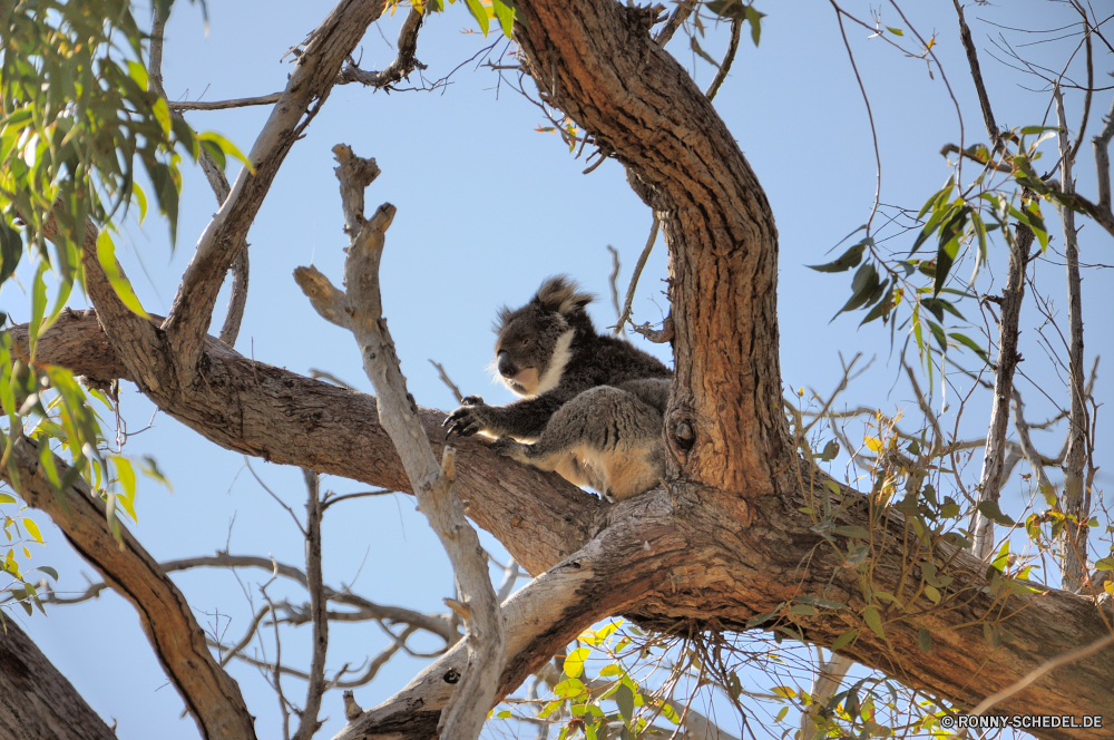 Yanchep National Park Stachelschwein Baum Nagetier Säugetier Koala Branch Himmel Wald Holz Wildtiere Park Zweige im freien Wild im freien Vogel Baumstumpf Pflanze Kofferraum Opossum Beuteltier Landschaft Blätter Blatt Bäume woody plant Reisen nationalen Rinde Saison Eichhörnchen natürliche Sonne alt Winter Umgebung Flora Zweig schwarz vascular plant Land Safari Szene Frühling niedlich sonnig Wolken Belaubung Affe Wachstum pelzigen Sommer Schwanz grau Schnee Berg Tag saisonale porcupine tree rodent mammal koala branch sky forest wood wildlife park branches outdoor wild outdoors bird snag plant trunk opossum marsupial landscape leaves leaf trees woody plant travel national bark season squirrel natural sun old winter environment flora twig black vascular plant country safari scene spring cute sunny clouds foliage monkey growth furry summer tail gray snow mountain day seasonal