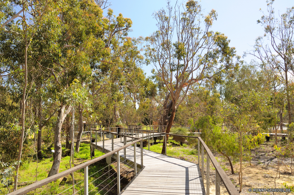 Yanchep National Park Baum woody plant vascular plant white mangrove Landschaft Pflanze Park Wald Himmel Herbst Gras Saison Bäume Frühling Blatt Entwicklung des ländlichen im freien Holz Sommer Umgebung im freien Szenerie fallen gelb Belaubung Blätter Szene Flora Landschaft Branch Feld sonnig Garten Sonne Hölzer natürliche Land landschaftlich Wiese Sonnenlicht saisonale Tag Land friedliche Farbe Cassia Kofferraum bunte Pfad Golden Wetter Horizont Zweige Birke Ahorn klar Strauch Orange Wild idyllische Frieden ruhige Reisen üppige Landschaften Licht Wolken Vorbau Straße Fluss Eiche Wasser ruhig außerhalb Ökologie Ruhe am Morgen Pappel Bauernhof Wachstum Landwirtschaft hell Wolke Busch gelassene Braun See Farben aus Holz tree woody plant vascular plant white mangrove landscape plant park forest sky autumn grass season trees spring leaf rural outdoor wood summer environment outdoors scenery fall yellow foliage leaves scene flora countryside branch field sunny garden sun woods natural land scenic meadow sunlight seasonal day country peaceful color cassia trunk colorful path golden weather horizon branches birch maple clear shrub orange wild idyllic peace tranquil travel lush scenics light clouds stem road river oak water quiet outside ecology calm morning poplar farm growth agriculture bright cloud bush serene brown lake colors wooden