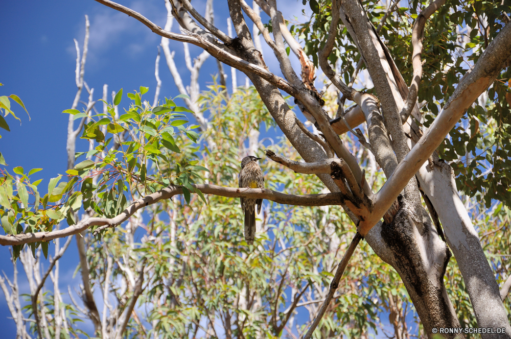 Yanchep National Park Baum woody plant Affe Branch Wald vascular plant Himmel Primas Pflanze Totenkopfaffe Vogel Park Eukalyptus im freien Holz Blatt Zweige Gum-Baum Blätter Wildtiere Bäume Wild Kofferraum Umgebung im freien Saison Landschaft Säugetier Frühling white mangrove sonnig Sonne natürliche Belaubung Rinde Sommer Klammeraffe Feder Tag Reisen Flora Licht Garten Wachstum Vögel Koala Flügel Tropischer schwarz Kiefer Gras Farbe Schwanz Winter Hölzer Erhaltung groß Vorbau Frieden Fledermaus Mahagoni Sonnenlicht Leben tree woody plant monkey branch forest vascular plant sky primate plant squirrel monkey bird park eucalyptus outdoor wood leaf branches gum tree leaves wildlife trees wild trunk environment outdoors season landscape mammal spring white mangrove sunny sun natural foliage bark summer spider monkey feather day travel flora light garden growth birds koala wing tropical black pine grass color tail winter woods conservation tall stem peace bat mahogany sunlight life