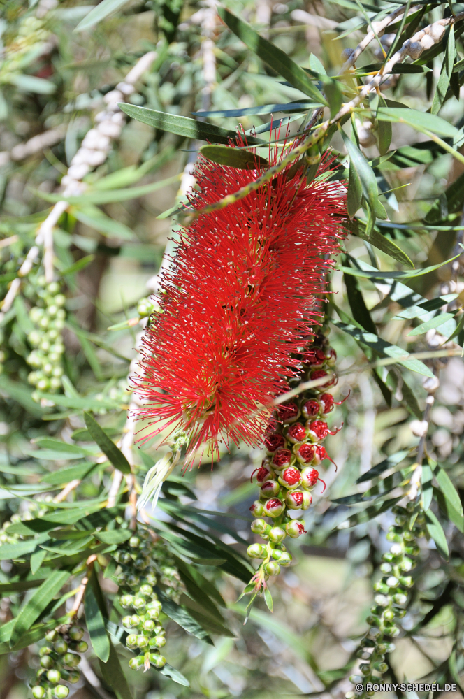 Yanchep National Park Strauch woody plant vascular plant Pflanze Pinsel Baum Blume Obst Schließen Flora Farbe Branch closeup Garten Blätter Wald Sommer Dekoration frisch natürliche Botanik Tropischer bunte gelb Blumen hell Essen Blumen blühen Floral Saison Wild Verzierung Blüte Urlaub Kiefer Erdbeere Beere Winter Blatt Tanne Neu Beeren Herbst Detail Feier süß Botanischer Pflanzen frische Luft exotische Ernährung Dessert immergrün Wachstum Kaktus Licht Frühling Orange saisonale Kugel Leben Hängende Himmel Muster traditionelle im freien Blütenblatt reif Essbare Früchte Papagei shrub woody plant vascular plant plant brush tree flower fruit close flora color branch closeup garden leaves forest summer decoration fresh natural botany tropical colorful yellow flowers bright food blossom floral season wild ornament bloom holiday pine strawberry berry winter leaf fir new berries autumn detail celebration sweet botanical plants freshness exotic diet dessert evergreen growth cactus light spring orange seasonal ball life hanging sky pattern traditional outdoors petal ripe edible fruit parrot