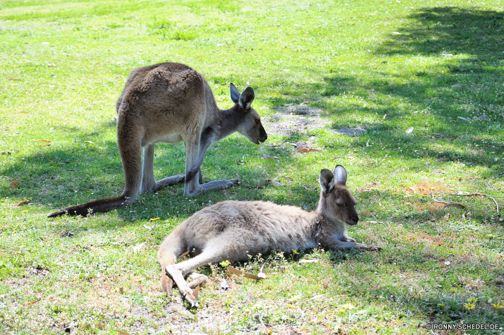 Yanchep National Park Wallaby Känguruh Säugetier Wildtiere Hirsch Wild Gras Pelz niedlich Beuteltier Tiere Braun Ohren Zoo Park Wald Reh pelzigen Bauernhof Damhirschkuh Frühling Feld Wiese im freien Essen Joey Beutel Dreibinden Schwanz Schließen Native Entwicklung des ländlichen auf der Suche Säugetiere stehende Wildnis Hop Buck Beweidung Hase neugierig Tierwelt außerhalb zwei Kopf nationalen wallaby kangaroo mammal wildlife deer wild grass fur cute marsupial animals brown ears zoo park forest fawn furry farm doe spring field meadow outdoors eating joey pouch whitetail tail close native rural looking mammals standing wilderness hop buck grazing rabbit curious fauna outside two head national