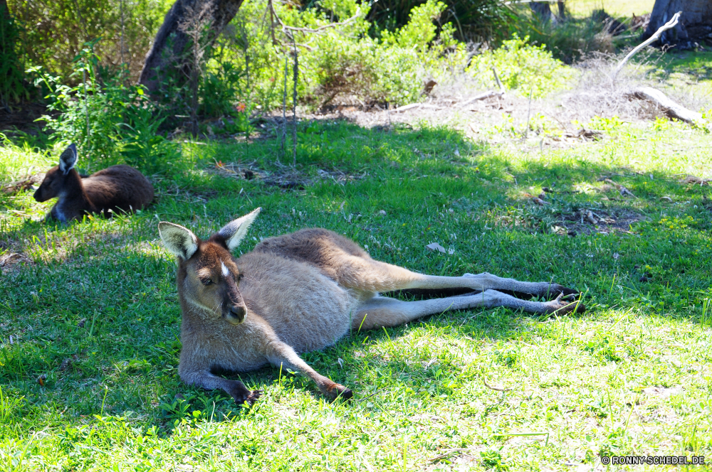 Yanchep National Park Wallaby Känguruh Säugetier Wildtiere Hirsch Pelz Wild Gras niedlich Braun Ohren Beuteltier Damhirschkuh Tiere Dreibinden im freien Park Zoo Wald Kopf Schwanz Reh pelzigen Hölzer Auge Feld auf der Suche Augen Essen Joey Beweidung Frühling Schnurrhaare Ohr Nase Entwicklung des ländlichen wallaby kangaroo mammal wildlife deer fur wild grass cute brown ears marsupial doe animals whitetail outdoors park zoo forest head tail fawn furry woods eye field looking eyes eating joey grazing spring whiskers ear nose rural