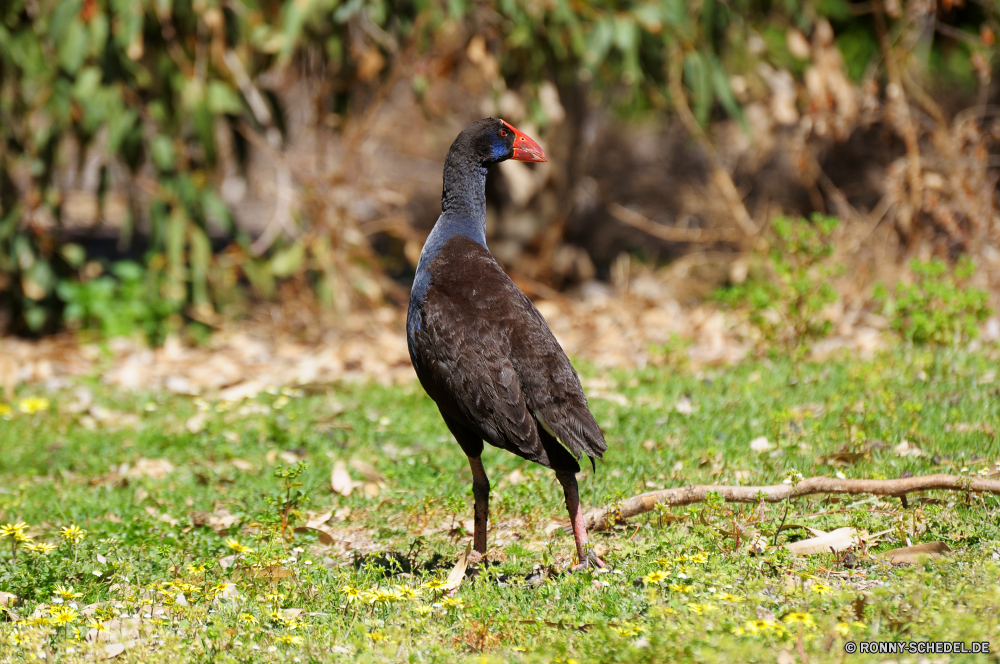 Yanchep National Park Vogel aquatische Vogel Wildtiere Schnabel Feder Wild Federn Geier Vögel Flügel Flügel Bauernhof Geflügel Gras Vogelgrippe Tiere im freien hen Park Huhn Gefieder Turkei natürliche Wasser Safari schwarz See Beute Tierwelt Fluss Rechnung Erhaltung Storch Geflügel Adler Braun Kopf Flug Profil anzeigen: fliegen fliegen nationalen Umgebung Auge Entwicklung des ländlichen groß Süden Spiel im freien Essen inländische Gans Nest Ente Raubtier Hals Schwanz Fuß Wiese gelb Frühling Arten gefährdet Männchen reservieren Baum Wildnis Feld Schließen Schutz bunte Reisen bird aquatic bird wildlife beak feather wild feathers vulture birds wings wing farm poultry grass avian animals outdoors hen park chicken plumage turkey natural water safari black lake prey fauna river bill conservation stork fowl eagle brown head flight profile flying fly national environment eye rural great south game outdoor food domestic goose nest duck predator neck tail walking meadow yellow spring species endangered male reserve tree wilderness field close protection colorful travel