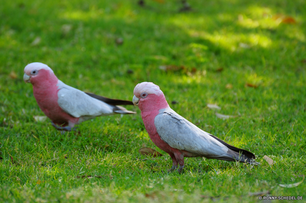 Yanchep National Park Taube Vogel Wildtiere Schnabel Tier Federn Wild Feder Vögel Löffler Schreitvogel Flügel Pelikan aquatische Vogel Vogelgrippe Flügel Auge Tiere Rechnung Wasser Tropischer Porträt Tierwelt Angeln fliegen Schließen Gras Zoo Meer Storch Kopf bunte fliegen Gefieder schwarz Park im freien gelb Fluss im freien See Papagei Ara Barsch Hals niedlich Himmel Leben Farbe Flug Profil anzeigen: Ozean natürliche dove bird wildlife beak animal feathers wild feather birds spoonbill wading bird wing pelican aquatic bird avian wings eye animals bill water tropical portrait fauna fishing fly close grass zoo sea stork head colorful flying plumage black park outdoors yellow river outdoor lake parrot macaw perch neck cute sky life color flight profile ocean natural