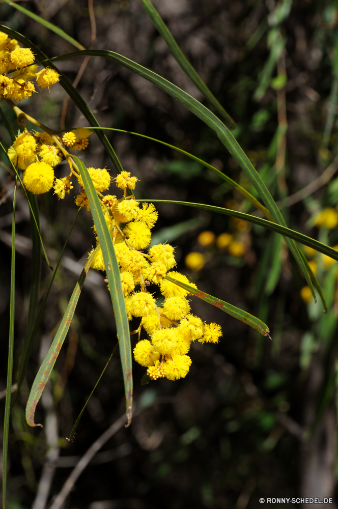 Yanchep National Park Akazie woody plant vascular plant Baum Pflanze Kraut gelb Blume Sommer Frühling Blumen Blatt Strauch Garten Flora Saison Gras Schließen natürliche Blumen blühen Blüte Floral Herbst Landwirtschaft frisch Blätter hell im freien Wiese wachsen Feld Umgebung Branch blühen closeup Farbe Wachstum Belaubung Mimosen Fenchel im freien Entwicklung des ländlichen Obst sonnig Sonne Weingut Rebe Sonnenlicht Landbau Wild bunte Bio Leben frische Luft Bauernhof Park Land saisonale Ernte Ernte Bund fürs Leben Botanik Landschaft lebendige Vorbau Insekt reif fallen Traube Wald Blütenblatt Wein Landschaft Cluster Trauben wachsende Essen Orange ziemlich gesund Sonnenblume Licht Blumenstrauß Pflanzen Himmel saftige süß Weinrebe yellow bedstraw Blütenstaub Weingut außerhalb Bewuchs Sonnenschein Wildblume Detail acacia woody plant vascular plant tree plant herb yellow flower summer spring flowers leaf shrub garden flora season grass close natural blossom bloom floral autumn agriculture fresh leaves bright outdoor meadow grow field environment branch blooming closeup color growth foliage mimosa fennel outdoors rural fruit sunny sun vineyard vine sunlight farming wild colorful organic life freshness farm park country seasonal harvest crop bunch botany landscape vivid stem insect ripe fall grape forest petal wine countryside cluster grapes growing food orange pretty healthy sunflower light bouquet plants sky juicy sweet grapevine yellow bedstraw pollen winery outside vegetation sunshine wildflower detail