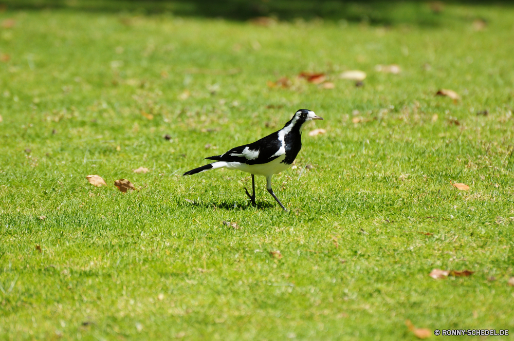 Yanchep National Park Elster Vogel Wildtiere Schnabel Wild Feder Federn Gras Flügel Flügel schwarz Vögel Park Tiere Rechnung Gefieder im freien Auge fliegen Wasser fliegen Vogelgrippe Baum Schließen Kopf Tierwelt im freien natürliche Meer Taube Männchen Flug Süden Braun Leben Spiel stehende Sport grau eine Taube bunte sitzen Freiheit Umgebung niedlich Nest Kugel Frühling closeup See Farbe auf der Suche Fluss magpie bird wildlife beak wild feather feathers grass wings wing black birds park animals bill plumage outdoors eye flying water fly avian tree close head fauna outdoor natural sea pigeon male flight south brown life game standing sport gray one dove colorful sitting freedom environment cute nest ball spring closeup lake color looking river