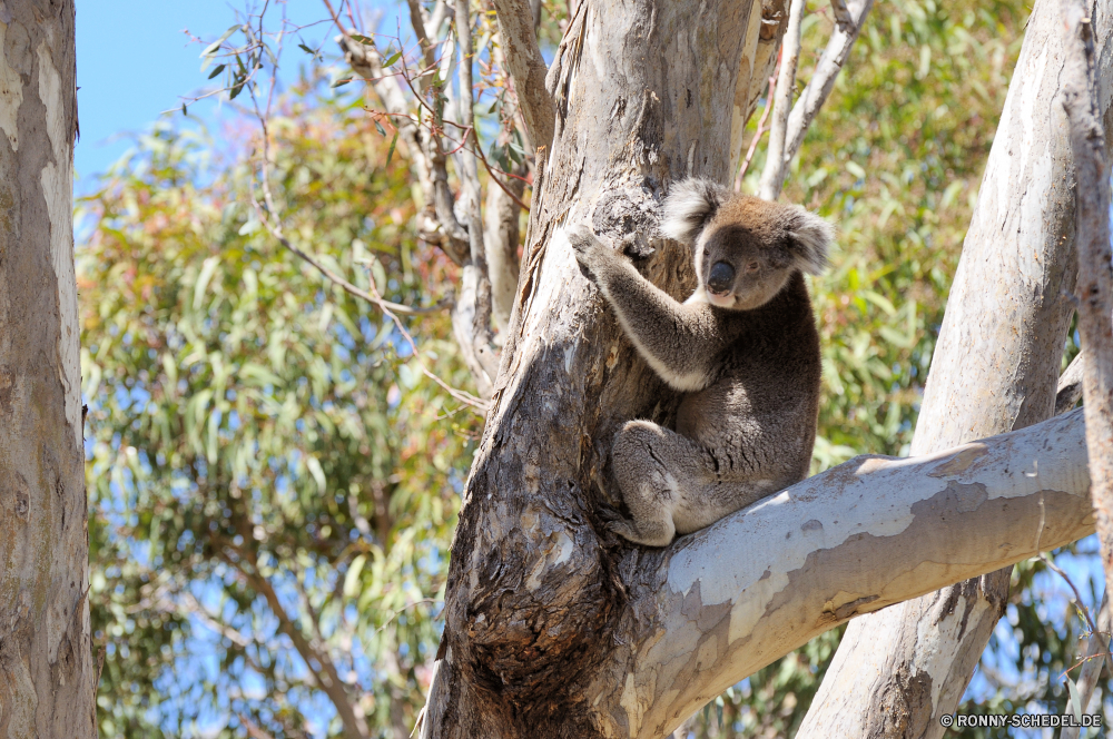 Yanchep National Park Koala Säugetier Baum Wald Affe Wild Wildtiere Branch Primas Park Blätter natürliche Zweige Holz Safari im freien Dreifinger - Faultiere Blatt Bäume Erhaltung im freien Reisen Himmel Landschaft Umgebung Affe Tiere Arten Faultier nationalen Lebensraum Pflanze Kofferraum Bereich Leben Rinde Sommer Ökologie gefährdet Wachstum Land pelzigen Belaubung Braun Kreatur — entfernten Hölzer sitzen Tropischer groß schwarz alt Sonne Primaten geschützt Klettern Saison sonnig Vorbau niedlich Frühling koala mammal tree forest monkey wild wildlife branch primate park leaves natural branches wood safari outdoor three-toed sloth leaf trees conservation outdoors travel sky landscape environment ape animals species sloth national habitat plant trunk area life bark summer ecology endangered growth country furry foliage brown creature remote woods sitting tropical tall black old sun primates protected climbing season sunny stem cute spring