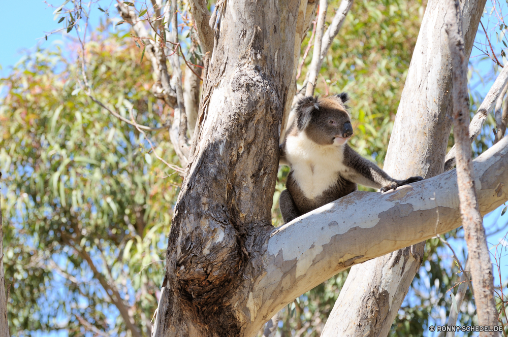 Yanchep National Park Affe Primas Baum Wildtiere Wild Branch Vogel Säugetier Park Wald Holz Meise natürliche im freien Safari Tiere schwarz im freien Flügel Leben Reisen Schnabel Frühling Meisen Bäume Landschaft Zweige Himmel Land Belaubung Blatt Lebensraum pelzigen entfernten Blätter Bereich Pflanze Saison Garten Entwicklung Arten seltene Perle Feder Volk sitzen Ziel Feuchtgebiet Sumpf geschützt Sonne Rinde Federn Kofferraum Erhaltung Sommer Haus Umgebung Affen Vögel Kreatur — Schwanz Braun See Frieden nationalen Szenerie Gesicht saisonale monkey primate tree wildlife wild branch bird mammal park forest wood chickadee natural outdoor safari animals black outdoors wing life travel beak spring titmouse trees landscape branches sky country foliage leaf habitat furry remote leaves area plant season garden developing species rare pearl feather nation sitting destination wetland swamp protected sun bark feathers trunk conservation summer house environment monkeys birds creature tail brown lake peace national scenery face seasonal