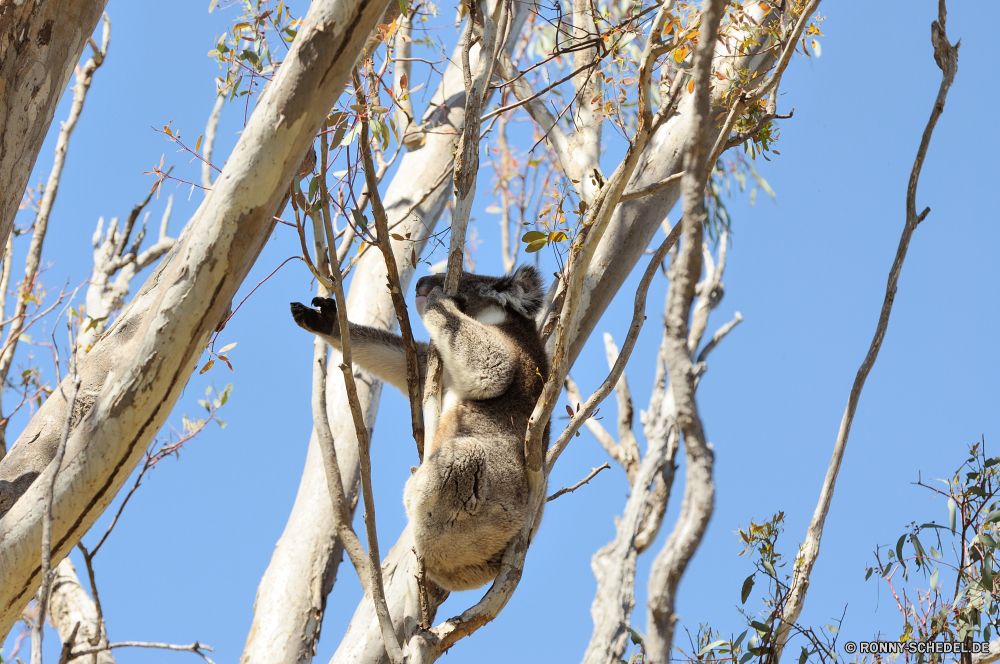 Yanchep National Park Koala Dreifinger - Faultiere Baum Faultier Branch Säugetier Himmel Park Wald Holz Zweige Landschaft im freien Vogel Saison Bäume Kofferraum Pflanze im freien Wild Winter Frühling Rinde Schnee Wildtiere Blatt Umgebung Sonne Tag sonnig Lemur saisonale natürliche Primas Blätter kalt Licht Kiefer schwarz groß Wetter Szenerie Flora nackten klar Gras Frost Vorbau Sonnenlicht Wachstum Szene Farbe Vögel Wolke Wolken Wildnis Blüte Eis Belaubung Herbst koala three-toed sloth tree sloth branch mammal sky park forest wood branches landscape outdoor bird season trees trunk plant outdoors wild winter spring bark snow wildlife leaf environment sun day sunny lemur seasonal natural primate leaves cold light pine black tall weather scenery flora bare clear grass frost stem sunlight growth scene color birds cloud clouds wilderness bloom ice foliage autumn