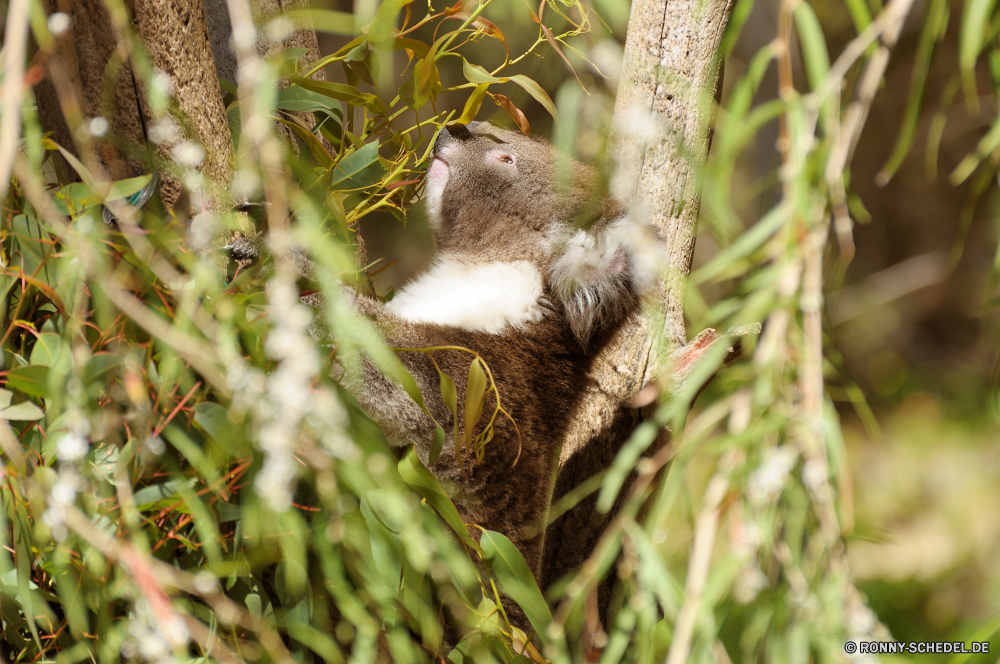 Yanchep National Park Koala Säugetier Dreifinger - Faultiere Faultier Affe Seidenäffchen Wildtiere Baum Wild Primas Tiere Braun Pelz Wald niedlich natürliche Nagetier Bäume Schließen Branch Schwanz pelzigen Vogel Park Pflanze Tropischer Haustier im freien Koalabär Eukalyptus Zweige Augen Essen inländische grau Maus Beuteltier Haare Eukalyptus-Baum Koalas Nest Leben Schnurrhaare Reisen sitzen Essen Katze Kopf Ökologie Auge Porträt Gras Gesicht Eichhörnchen koala mammal three-toed sloth sloth monkey marmoset wildlife tree wild primate animals brown fur forest cute natural rodent trees close branch tail furry bird park plant tropical pet outdoors koala bear eucalyptus branches eyes eat domestic gray mouse marsupial hair eucalyptus tree koalas nest life whiskers travel sitting eating cat head ecology eye portrait grass face squirrel