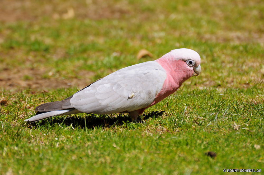 Yanchep National Park Vogel Löffler Schreitvogel Taube aquatische Vogel Schnabel Wildtiere Feder Federn Flügel Wild Tier Auge Tropischer Papagei Vögel Schließen Kopf Pelikan Flügel Tiere Zoo Rechnung Ara fliegen Porträt Wasser bunte Vogelgrippe gelb im freien Farbe Tierwelt exotische Gefieder Adler closeup Jäger Kakadu schwarz Meer See Flamingo Beute Glatze Raubtier Hals Angeln fliegen Baum im freien Haustier Aras Gras Barsch hell Leben Flug Erhaltung Park Braun Freiheit niedlich Reisen bird spoonbill wading bird dove aquatic bird beak wildlife feather feathers wing wild animal eye tropical parrot birds close head pelican wings animals zoo bill macaw fly portrait water colorful avian yellow outdoors color fauna exotic plumage eagle closeup hunter cockatoo black sea lake flamingo prey bald predator neck fishing flying tree outdoor pet macaws grass perch bright life flight conservation park brown freedom cute travel