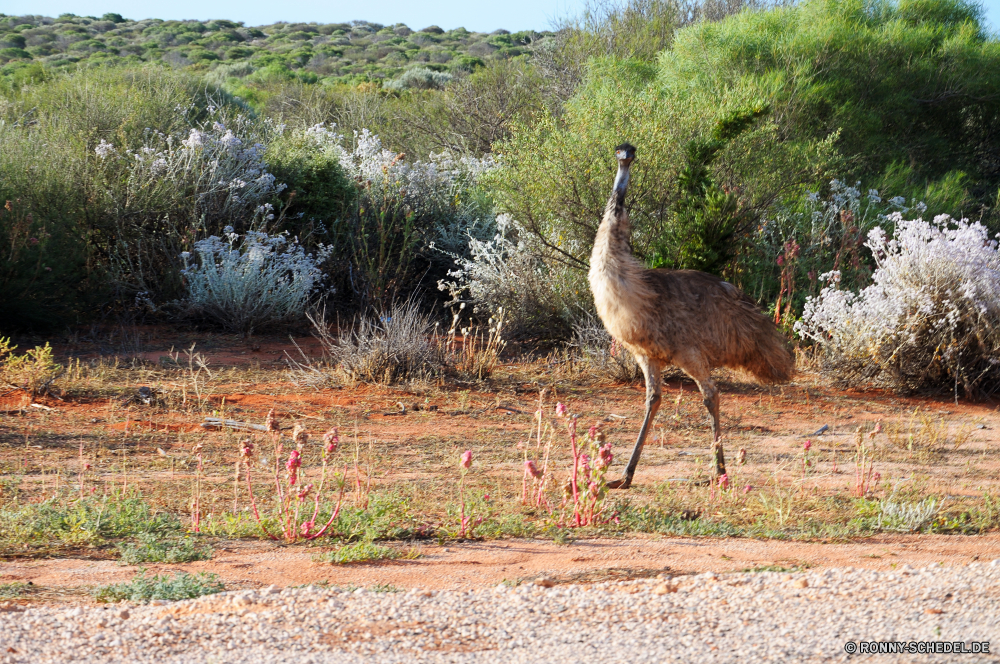 Unterwegs Kran Schreitvogel aquatische Vogel Vogel Wildtiere Wild Schnabel Feder Hals Strauß Tiere Kopf Auge Vögel im freien Tier Federn Gras Safari Säugetier Hirsch Park Zoo groß Wasser Süden Storch natürliche nationalen lange Baum Flügel Profil anzeigen: Landschaft Tropischer Reisen Geflügel Seite lustig Giraffe Vogelgrippe Braun stielaugen Rechnung im freien friedliche Umgebung Schutz Bauernhof Pelikan Gefieder Jagd Farbe Porträt außerhalb Teich Flügel Busch Wildnis Feld Schließen See Familie Bäume Himmel crane wading bird aquatic bird bird wildlife wild beak feather neck ostrich animals head eye birds outdoors animal feathers grass safari mammal deer park zoo tall water south stork natural national long tree wing profile landscape tropical travel fowl side funny giraffe avian brown stare bill outdoor peaceful environment protection farm pelican plumage hunting color portrait outside pond wings bush wilderness field close lake family trees sky