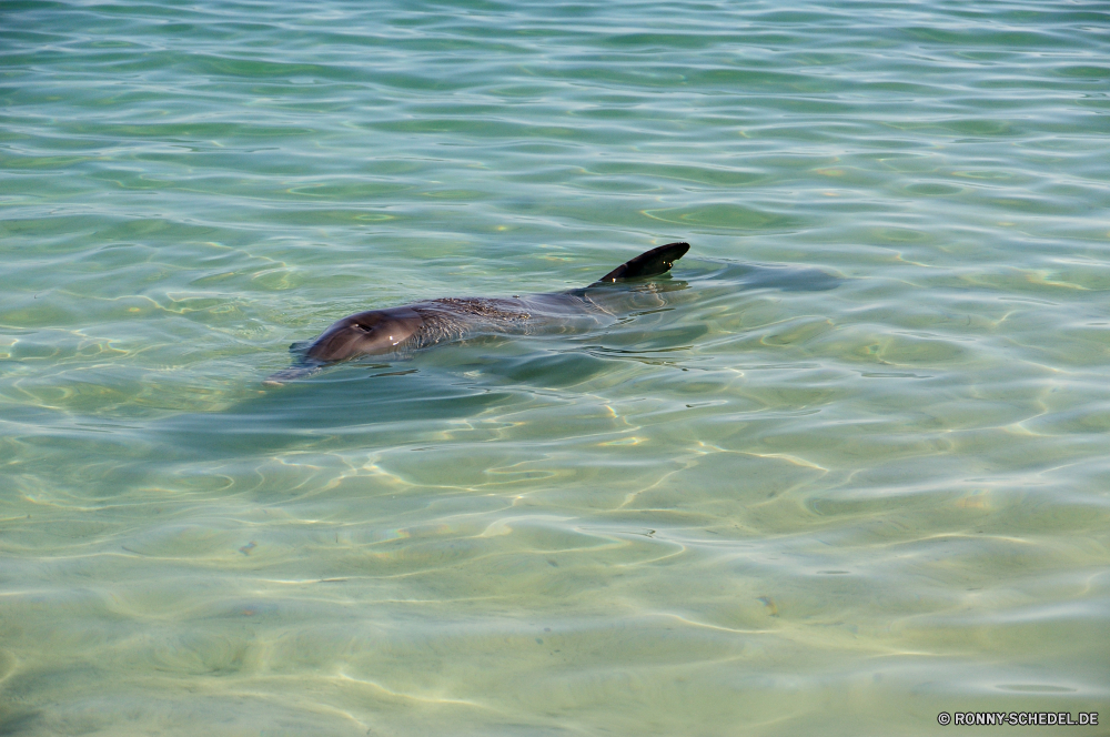 Shark Bay Fischotter Seelöwe Wasser Ohrenrobben Siegel Meer Ozean Schwimmen Säugetier Wildtiere Vogel Marine Wild Biber Strand Sommer Urlaub Tropischer Reisen Fisch Nagetier See Schwimmbad Schwimmen Welle aquatische Tiere Kopf Küste nass platsch Wassersäugetier im freien klar Mund natürliche Fluss Flügel Alkenvögel Wellen Leben Schnabel Fels welligkeit Seevögel Entspannen Sie sich soft-finned fish Entspannung Spaß Erholung im freien Delphin Vögel Feder Urlaub fliegen Wels Tourismus Insel Sport Landschaft Reflexion Braun Auge schwimmende Angeln Flug Bucht Ufer Umgebung Tourist aktive Gesicht Kühl Himmel otter sea lion water eared seal seal sea ocean swimming mammal wildlife bird marine wild beaver beach summer vacation tropical travel fish rodent lake pool swim wave aquatic animals head coast wet splash aquatic mammal outdoor clear mouth natural river wing auk waves life beak rock ripple seabird relax soft-finned fish relaxation fun recreation outdoors dolphin birds feather holiday fly catfish tourism island sport landscape reflection brown eye floating fishing flight bay shore environment tourist active face cool sky