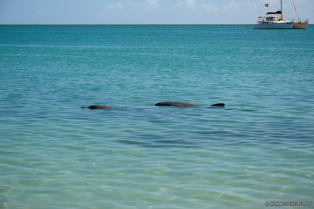 Shark Bay Ozean Meer Wasser Strand Körper des Wassers Welle Küste Wal Großer Schwertwal Reisen Delphin Bartenwale Wellen Sommer Himmel Landschaft Sand Sonne Urlaub See Seelöwe Horizont Tropischer Insel Küste Zahnwale Wale Wolken Ufer Szene ruhige Wetter Reflexion Sonnenuntergang Ohrenrobben Urlaub Surf seelandschaft nass klar Türkis welligkeit Bucht Sonnenlicht landschaftlich Tourismus Siegel Landschaften Sonnenaufgang Wolke sonnig Ruhe Boot Ziel Reinigen Küste Wassersäugetier Paradies friedliche Umgebung im freien Oberfläche Pazifik Wild Fels Marine Tag natürliche Licht niemand Pelikan Schnorchel Vogel Szenerie Berg Ruhe Bewegung bewölkt Resort im freien horizontale Entspannung Fluss Gezeiten Farbe kalt Schaum entfernten Schwimmen Baum Seevögel Wolkengebilde Entspannen Sie sich idyllische Felsen Platz Erholung Frühling Riff ocean sea water beach body of water wave coast whale killer whale travel dolphin baleen whale waves summer sky landscape sand sun vacation lake sea lion horizon tropical island coastline toothed whale clouds shore scene tranquil weather reflection sunset eared seal holiday surf seascape wet clear turquoise ripple bay sunlight scenic tourism seal scenics sunrise cloud sunny calm boat destination clean coastal aquatic mammal paradise peaceful environment outdoors surface pacific wild rock marine day natural light nobody pelican snorkel bird scenery mountain tranquility motion cloudy resort outdoor horizontal relaxation river tide color cold foam remote swim tree seabird cloudscape relax idyllic rocks place recreation spring reef